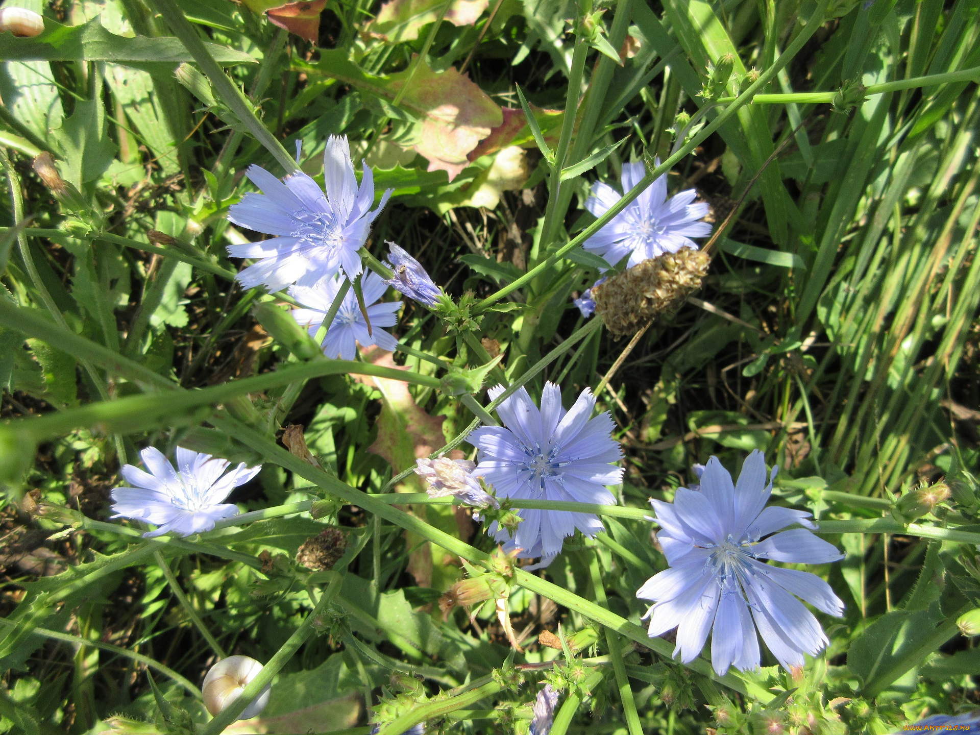 цветы, луговые, , полевые, , цветы, луг, цикорий