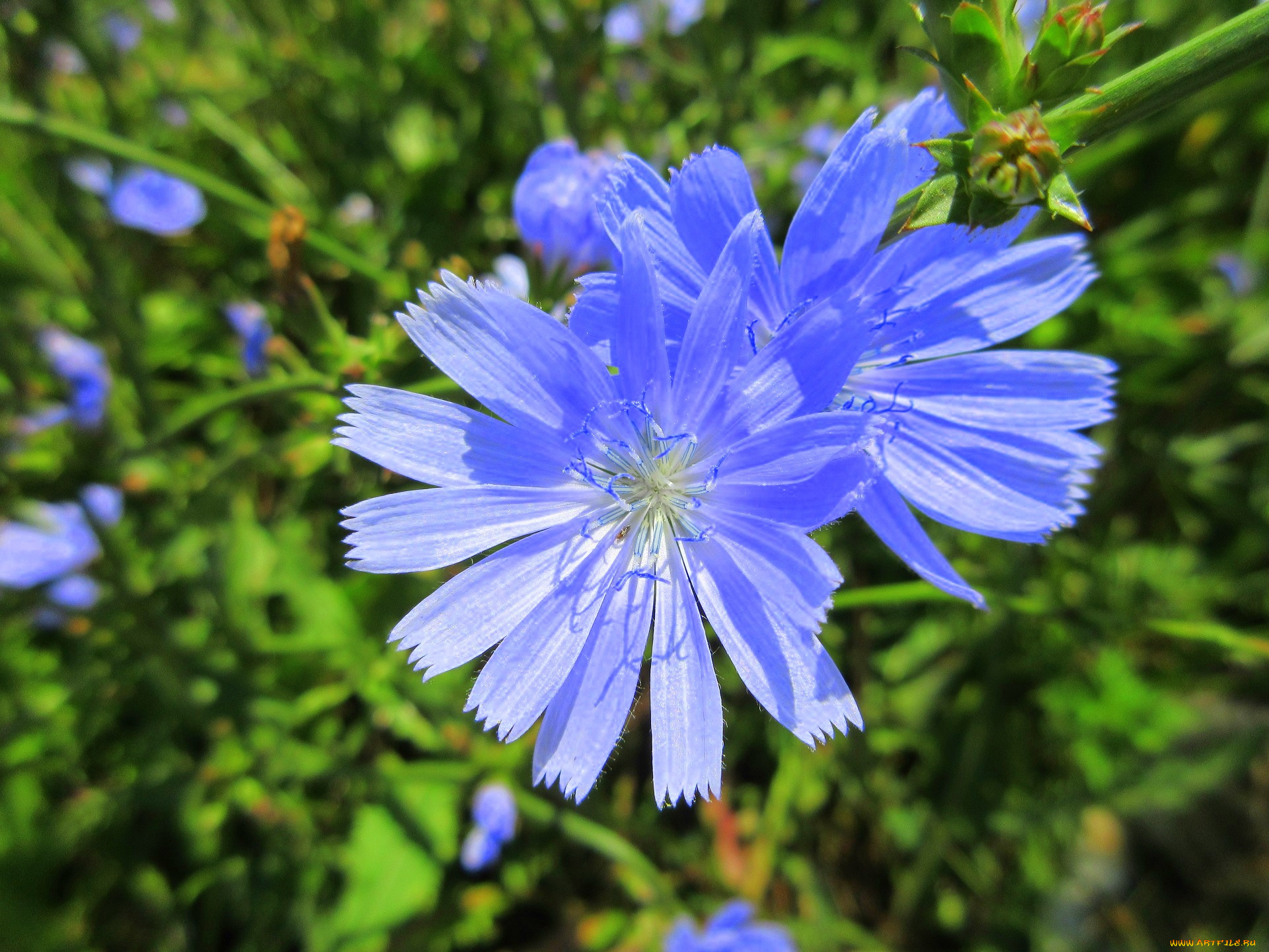 цветы, луговые, , полевые, , цветы, луг, цикорий