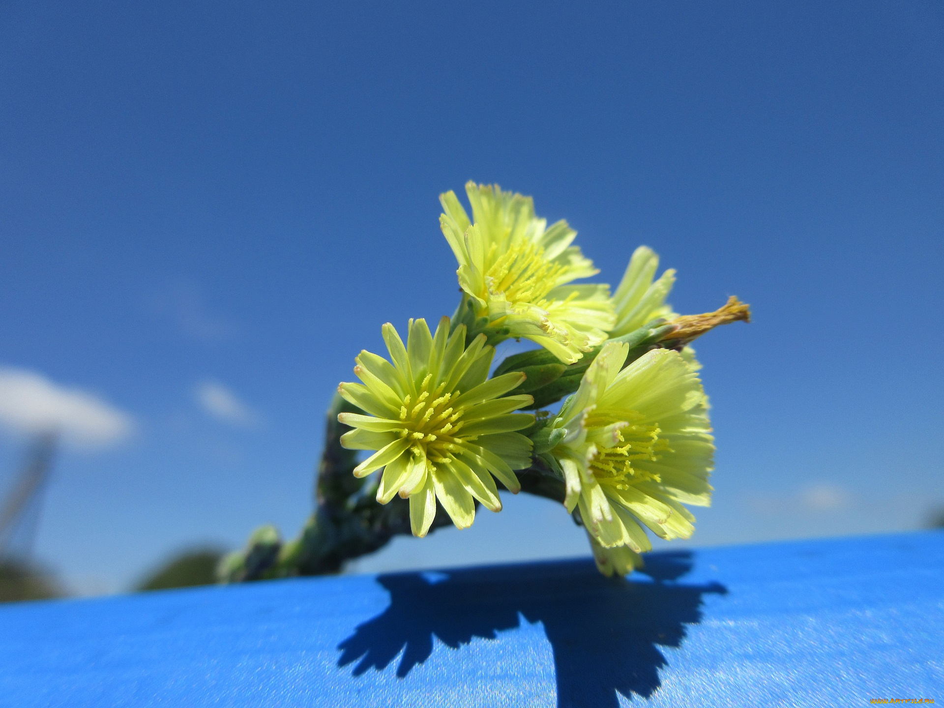 цветы, луговые, , полевые, , цветы, макро, жёлтые