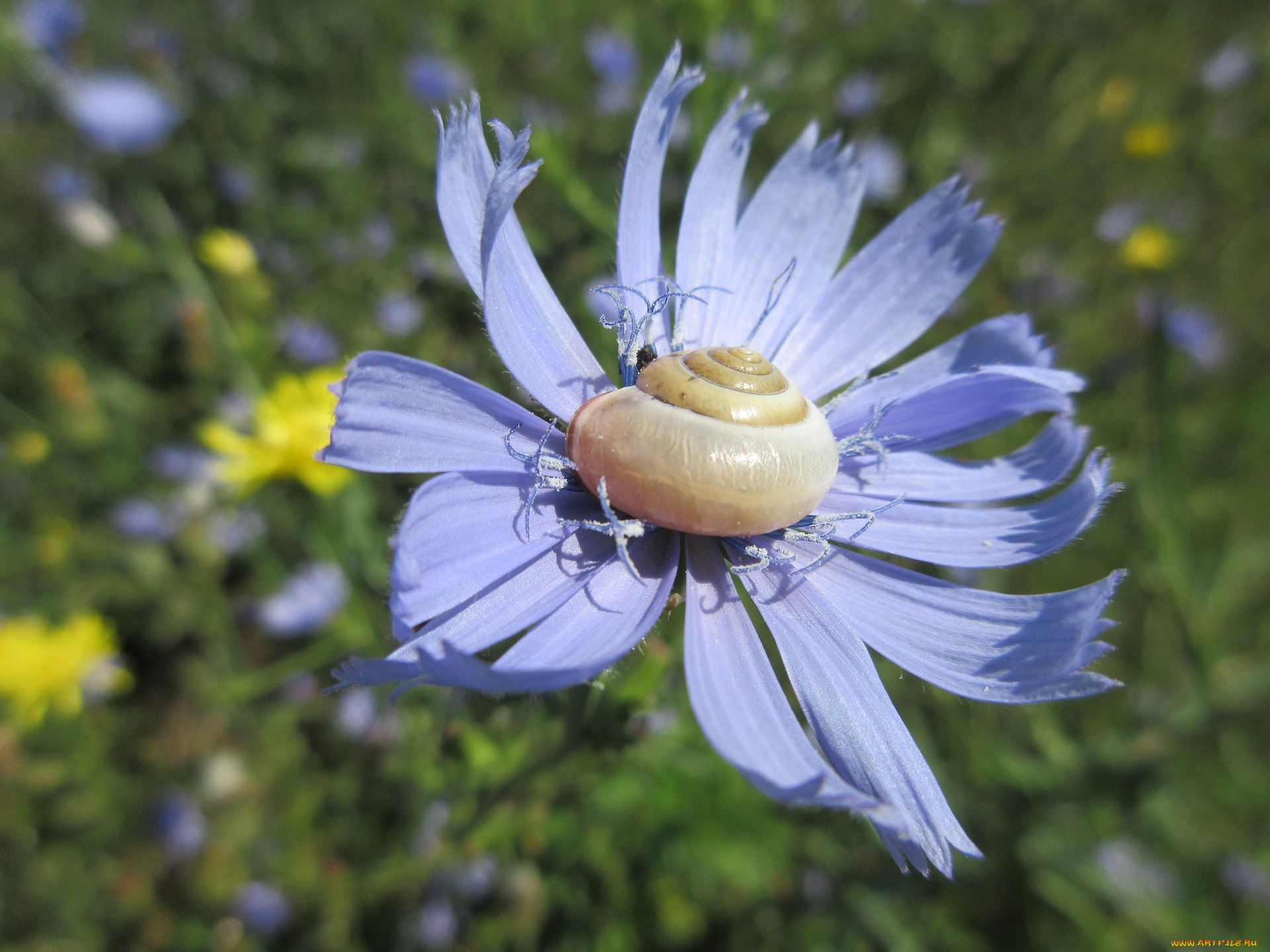 цветы, луговые, , полевые, , цветы, улитка