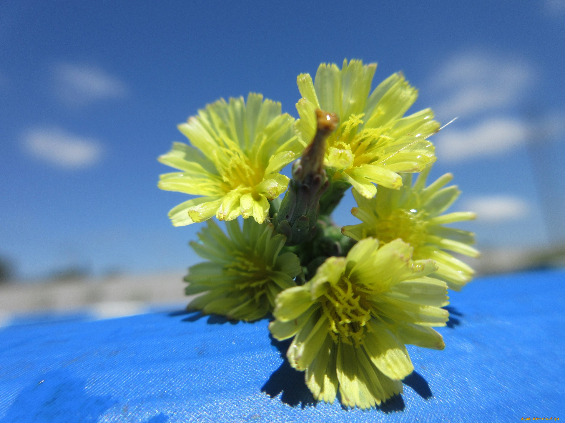 цветы, луговые, , полевые, , цветы, жёлтые, макро