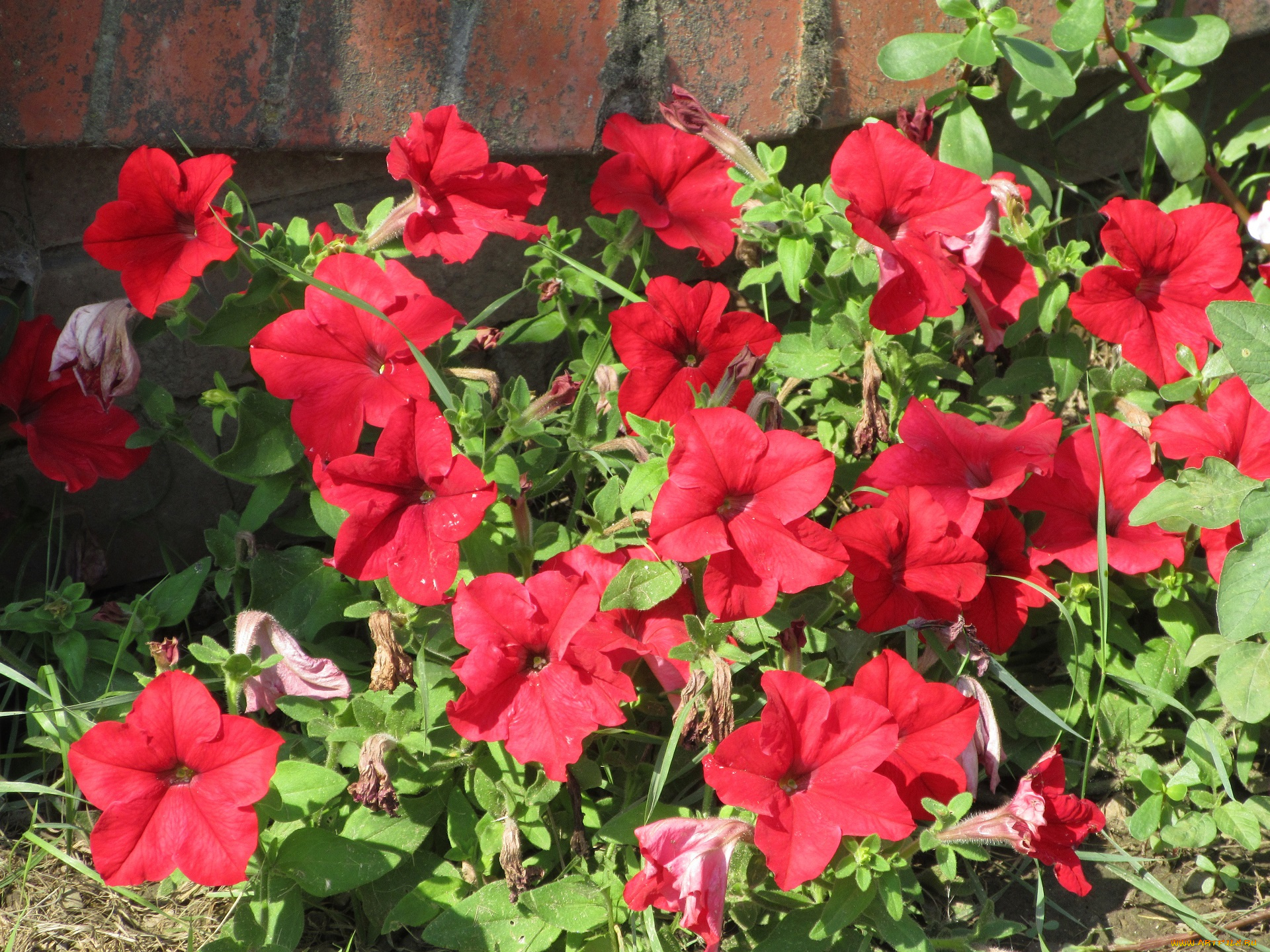 цветы, петунии, , калибрахоа, красная, петуния