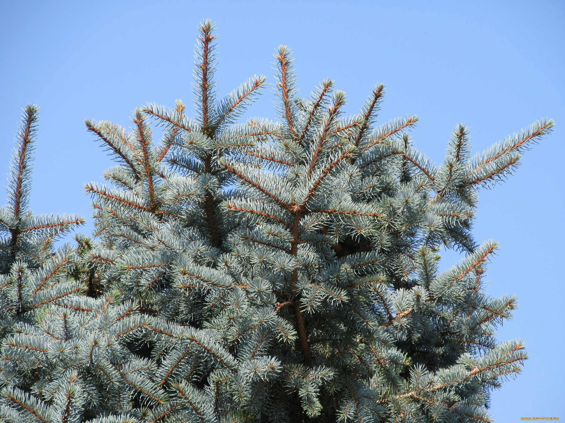 природа, деревья, ель, хвоя