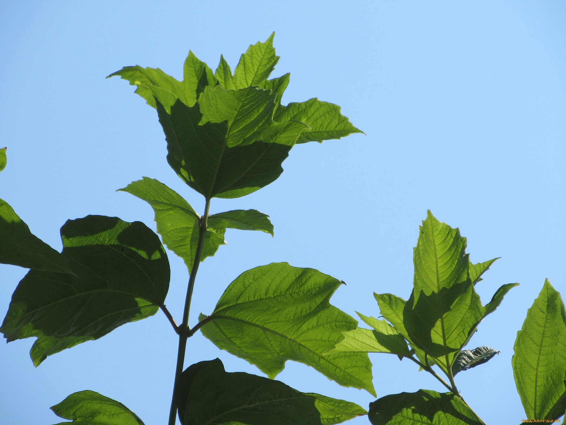 природа, листья, калина