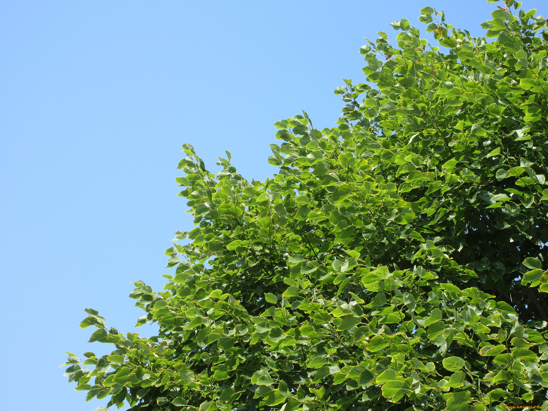 природа, листья, небо