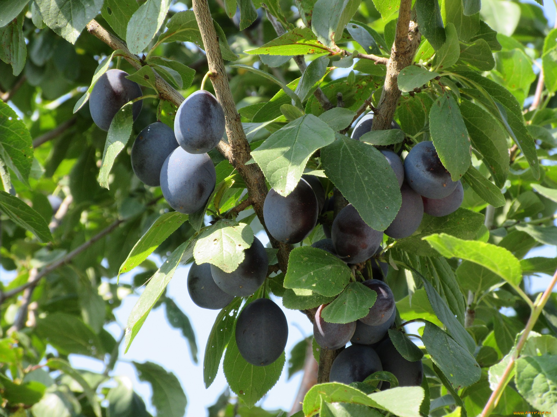 природа, плоды, листья, сливы