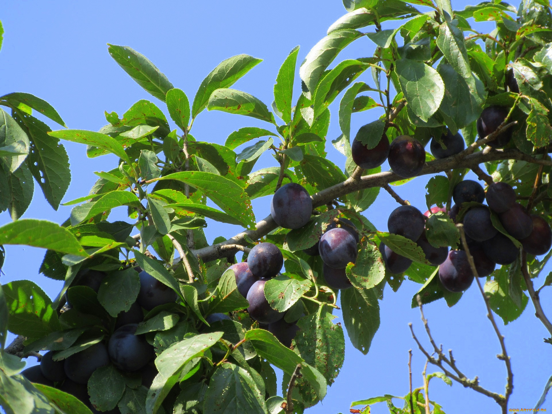 природа, плоды, листья, сливы