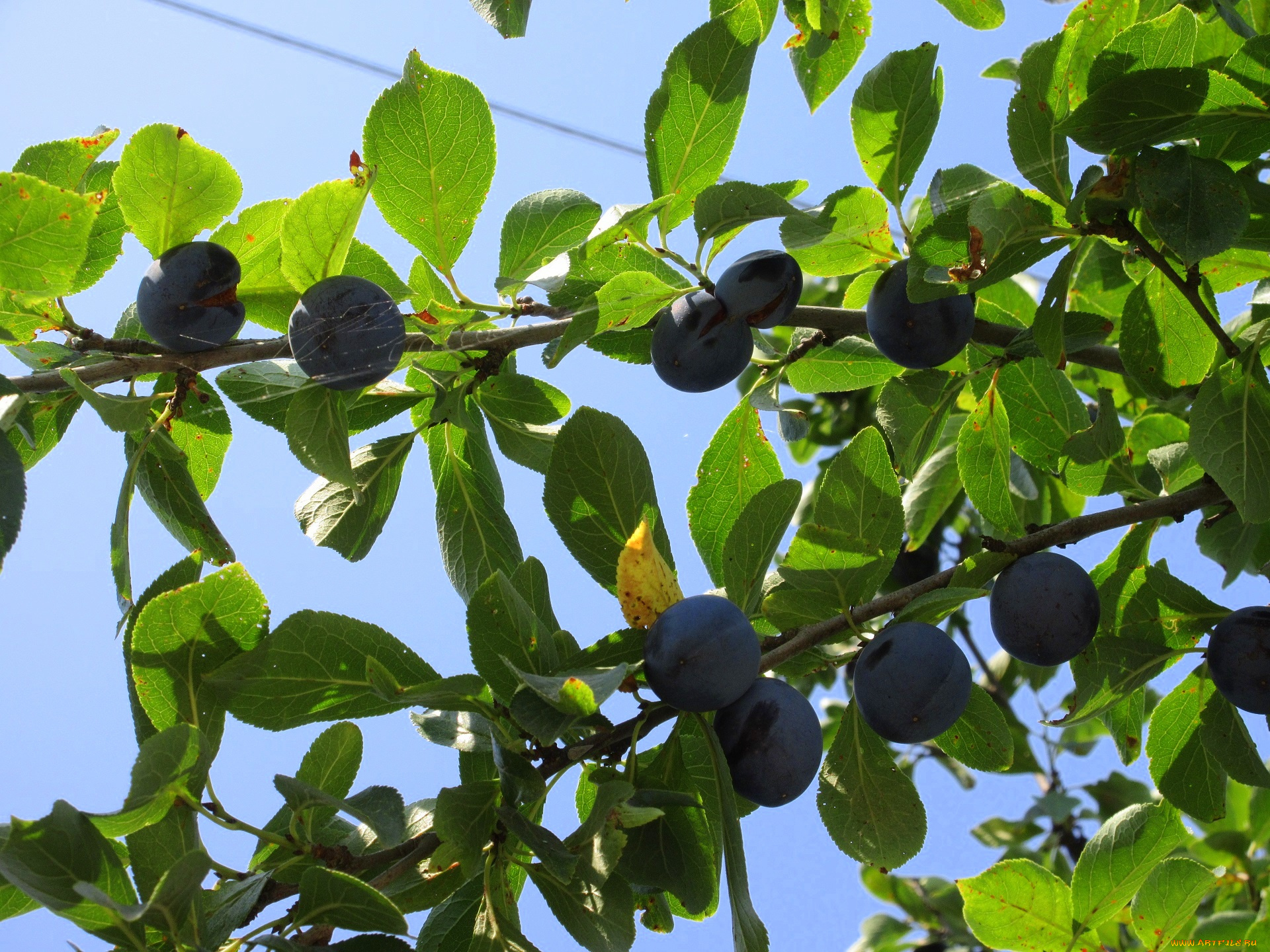 природа, плоды, листья, сливы