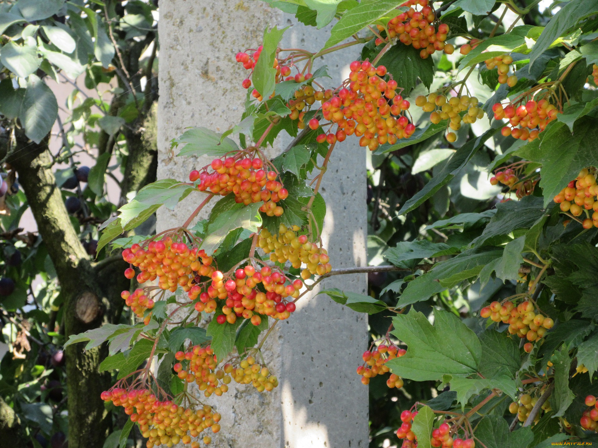 природа, Ягоды, , калина, калина, листья