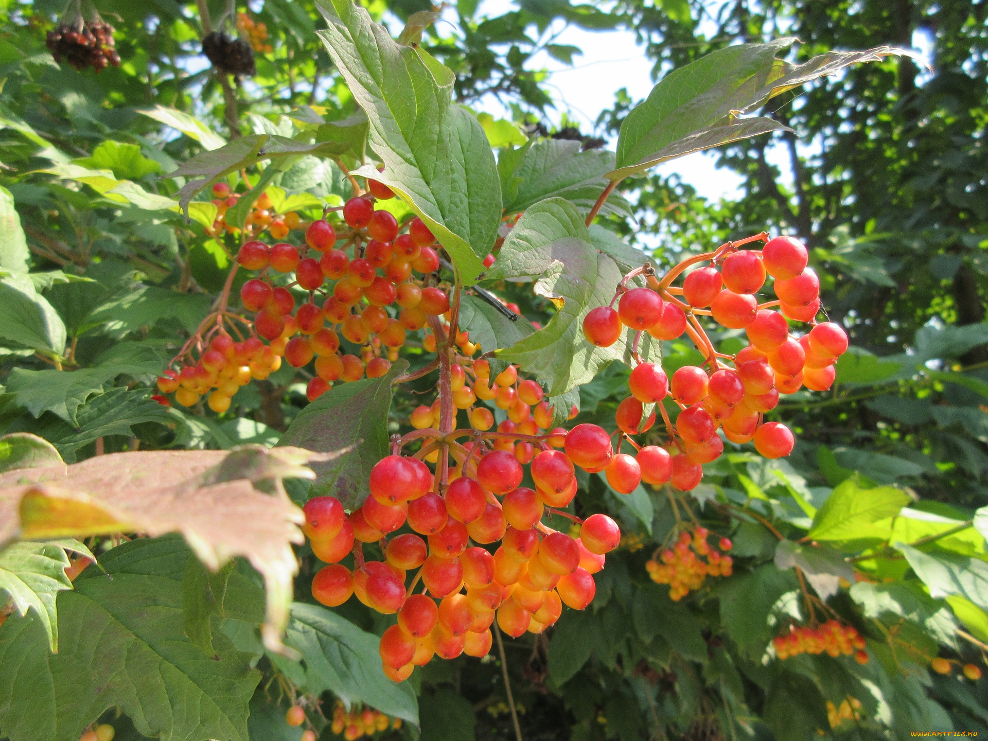 природа, Ягоды, , калина, листья, калина