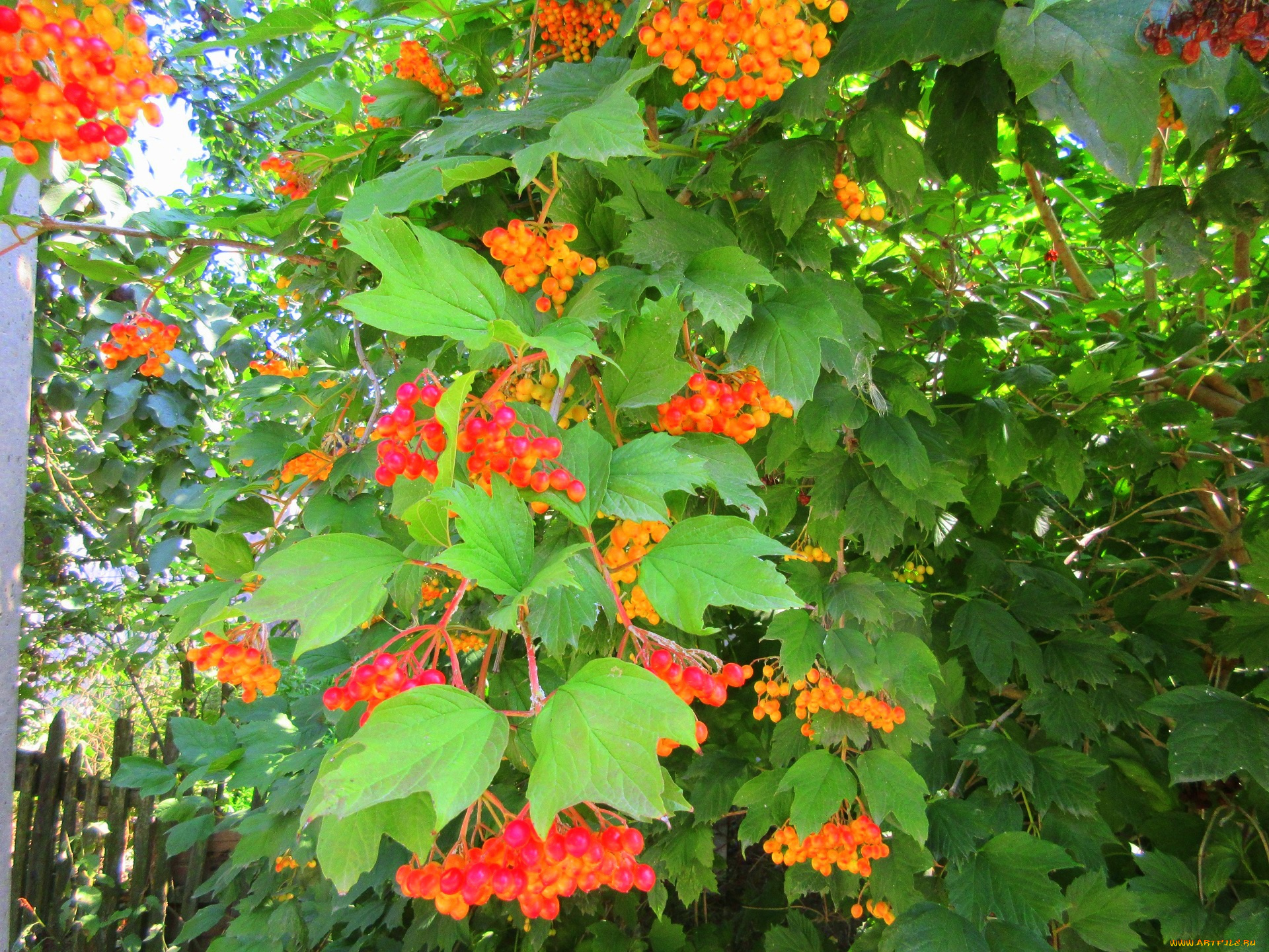 природа, Ягоды, , калина, листья, калина