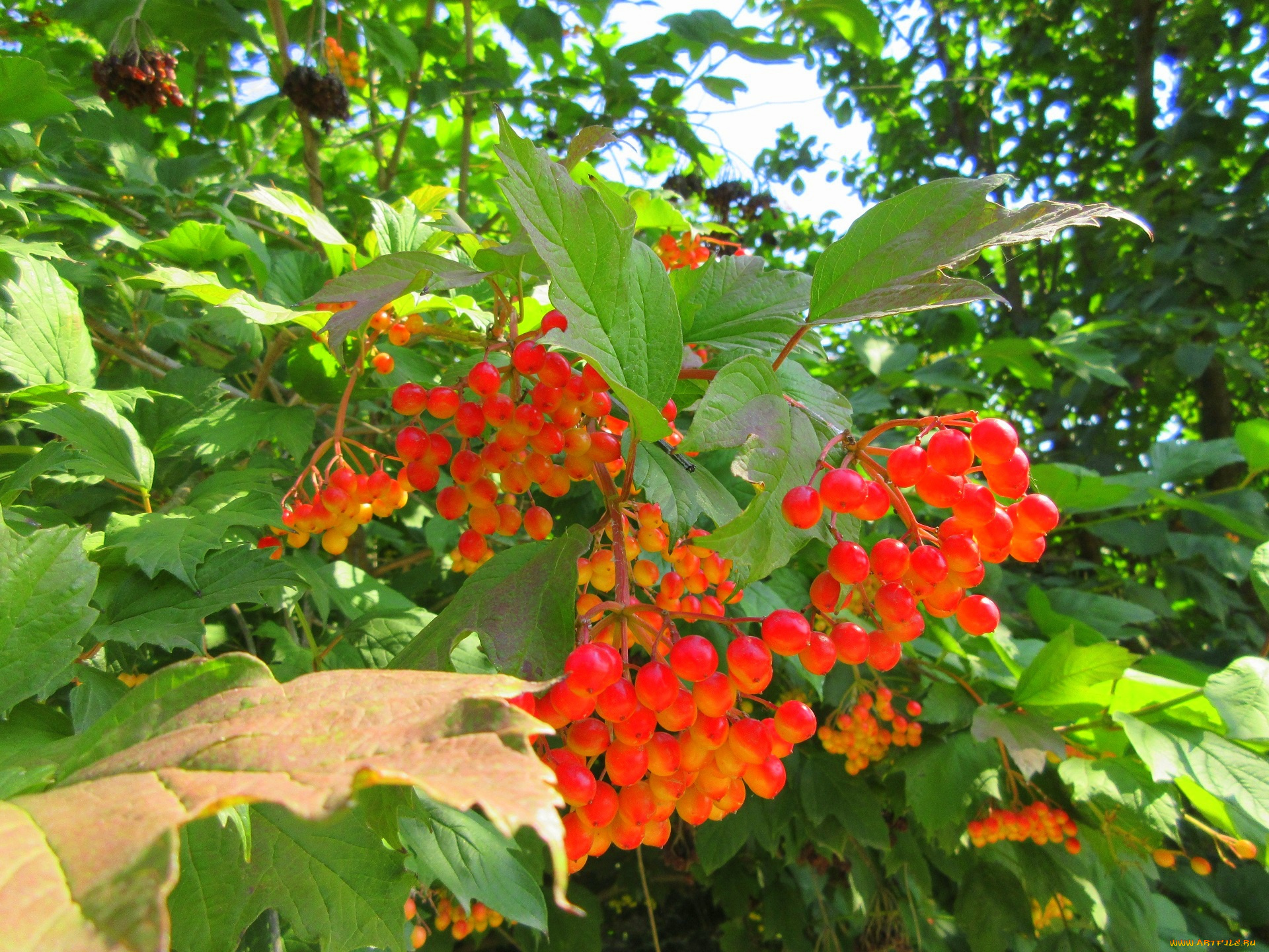природа, Ягоды, , калина, листья, калина