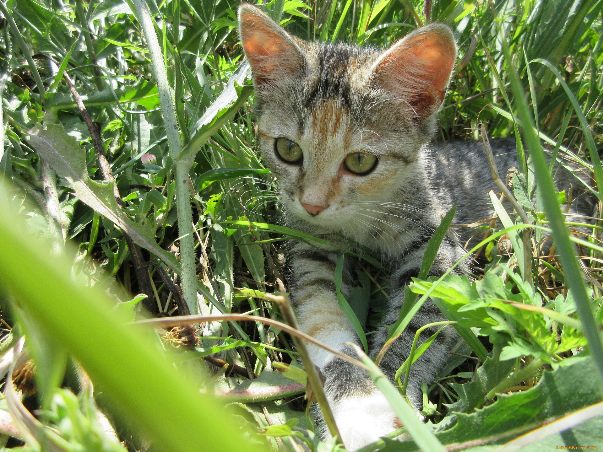 животные, коты, трава, кошка