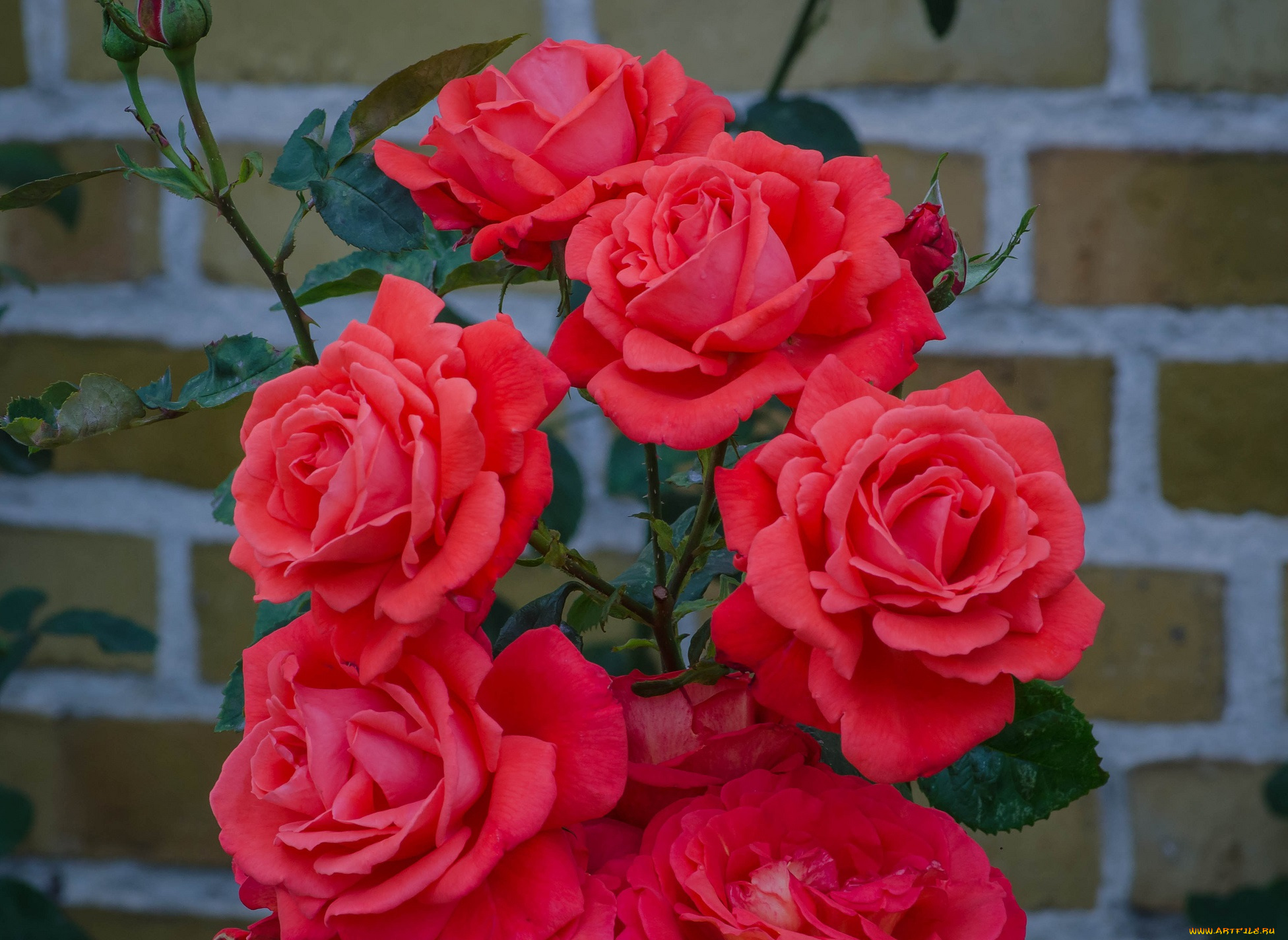 цветы, розы