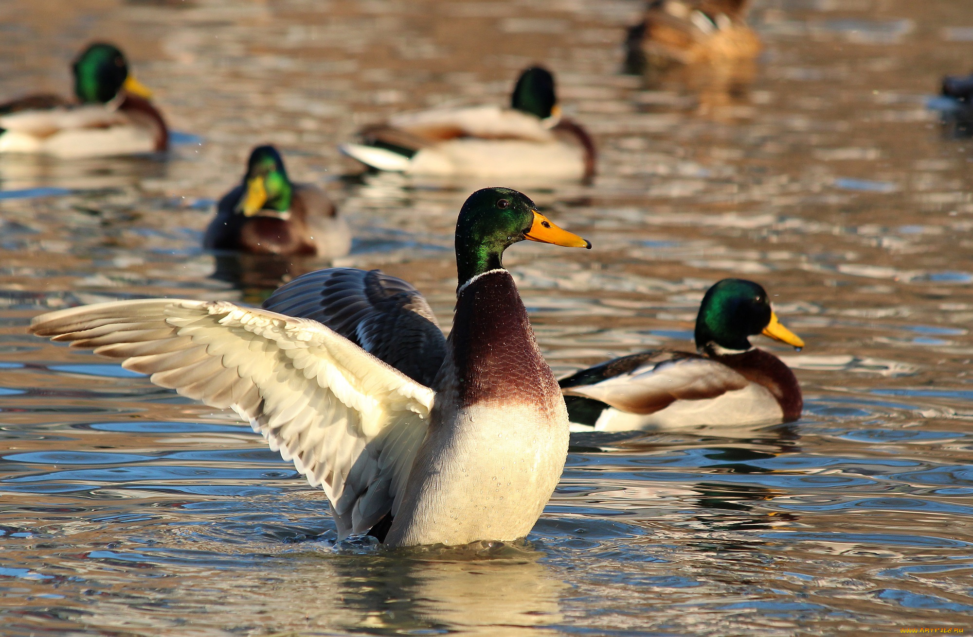 животные, утки, селезень, птицы, рязань, пруд, природа, пернатые, город, водоём, водоплавающие