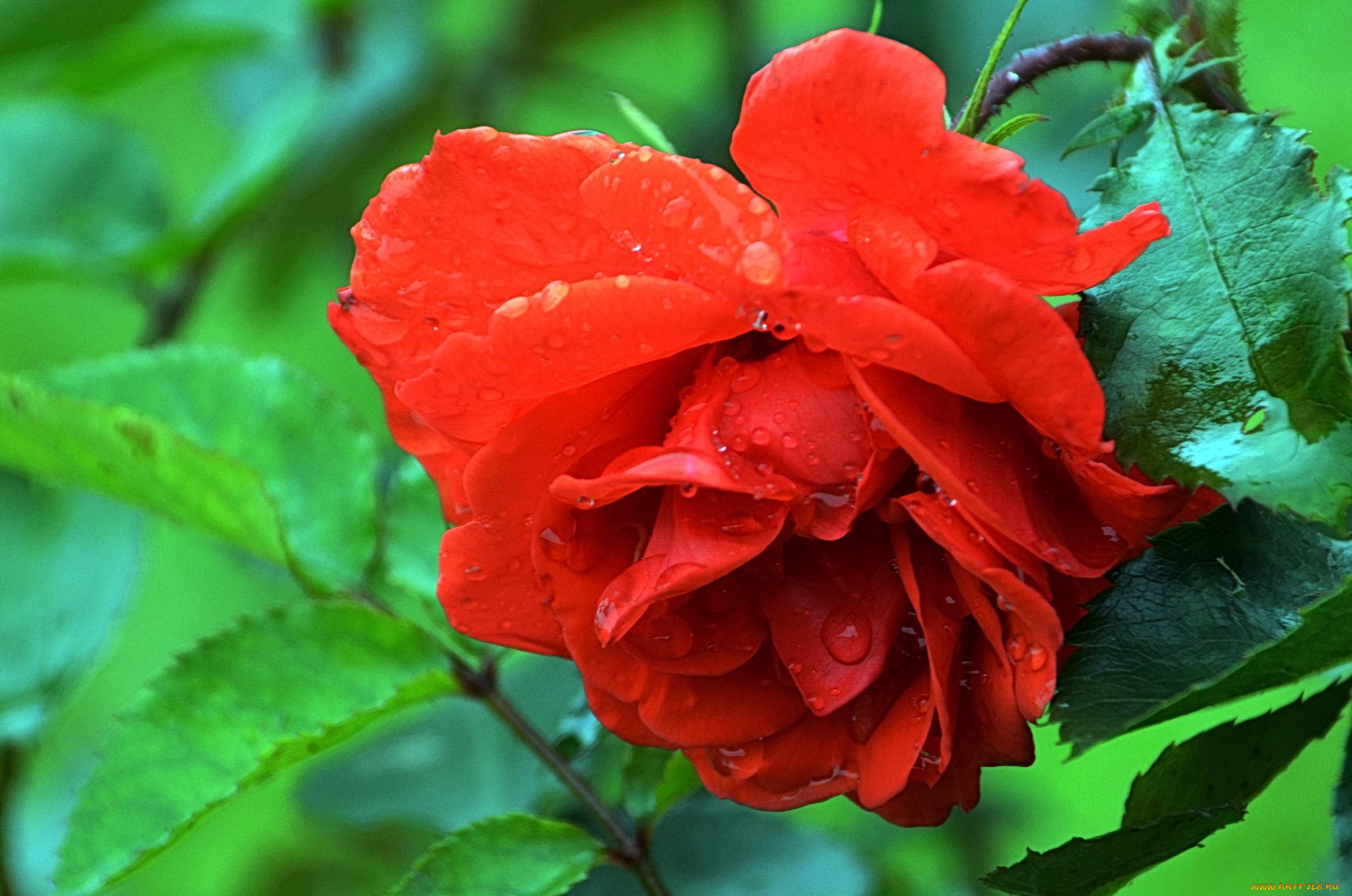 цветы, розы, бутон, лепестки, petals, bud, rose, leaves, blossoms, листья, цветение, роза