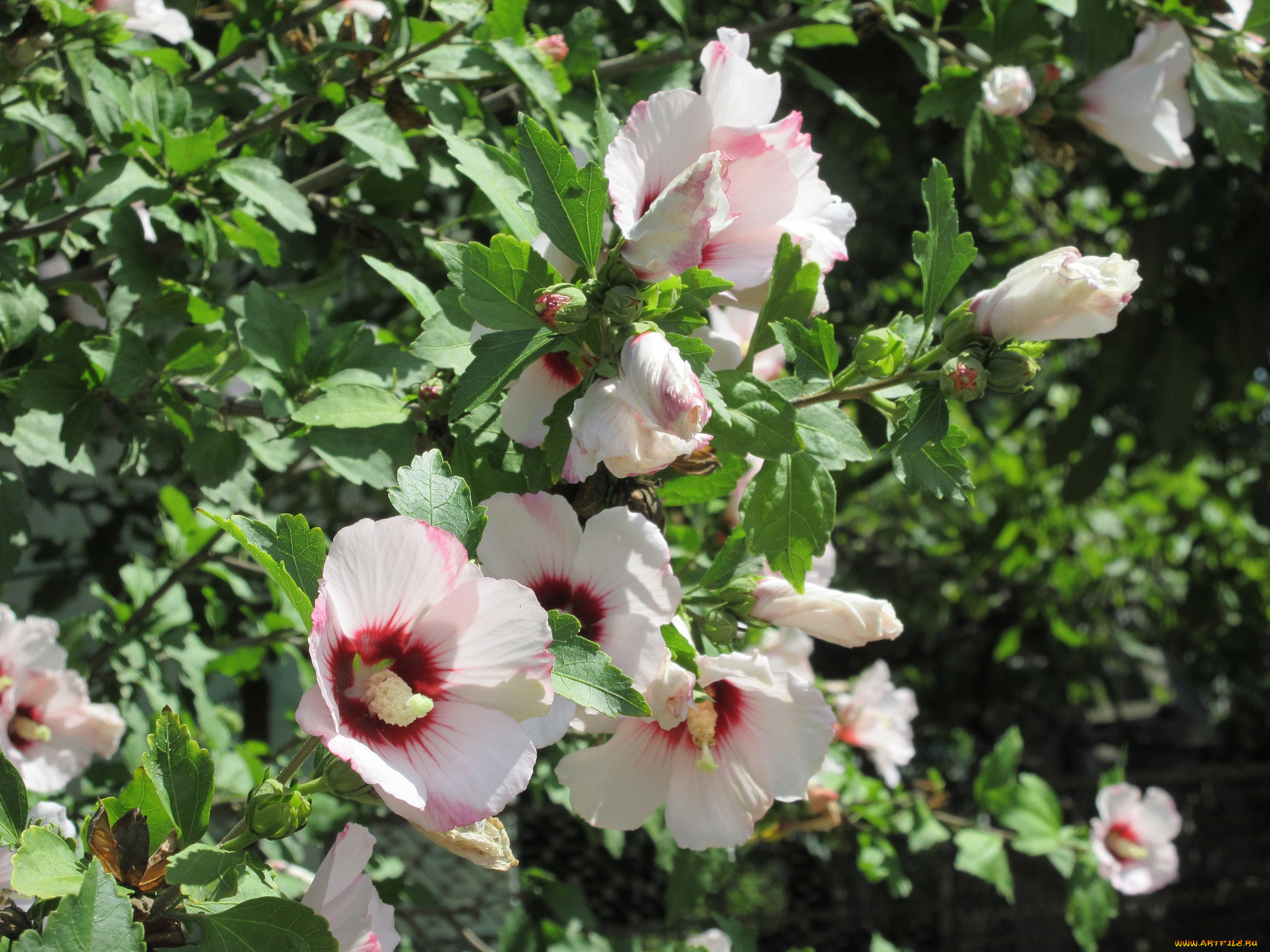 цветы, гибискусы, куст, гибискус