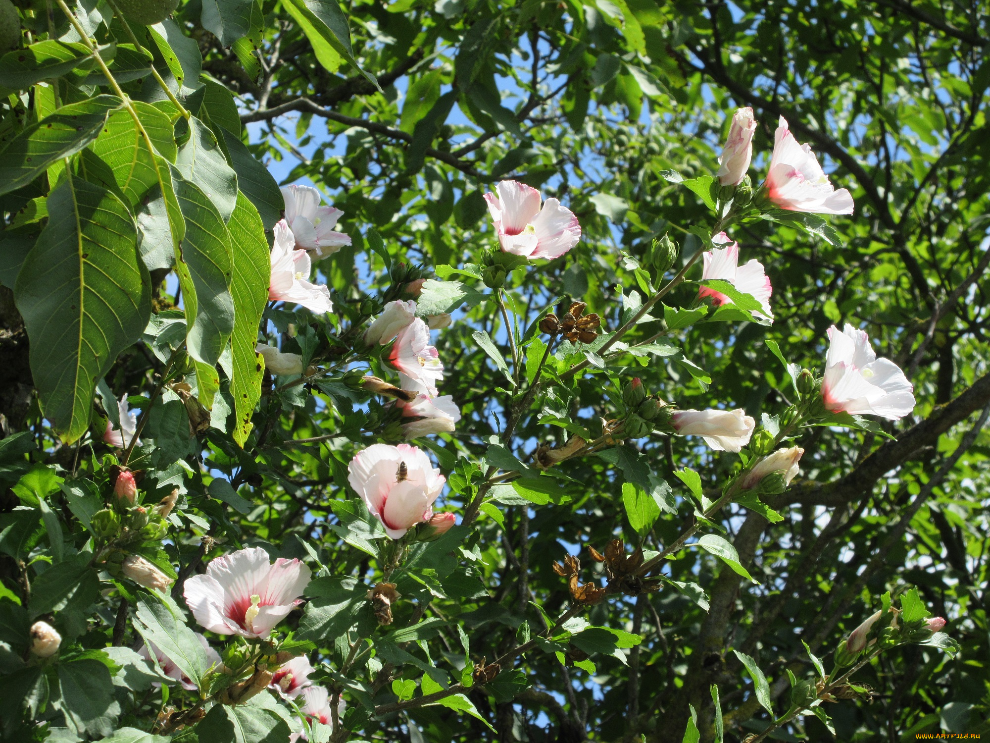 цветы, гибискусы, куст, гибискус
