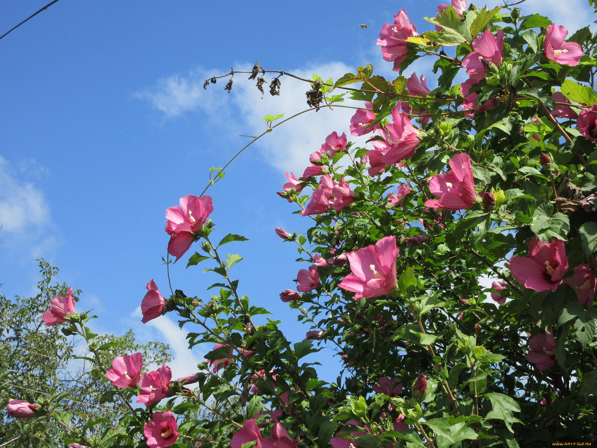 цветы, гибискусы, куст, розовые