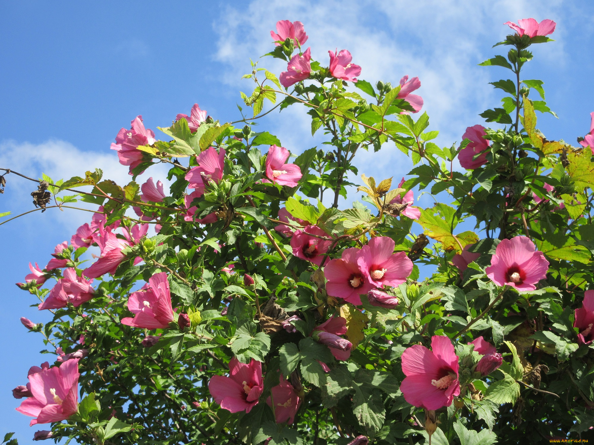 цветы, гибискусы, розовые, куст