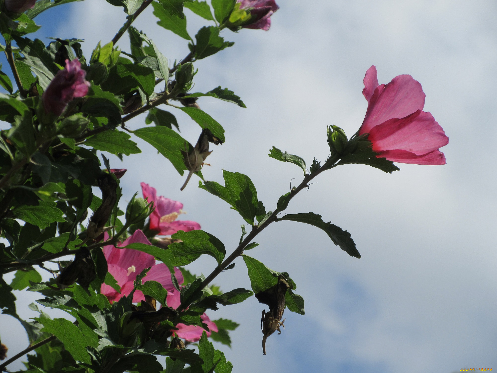 цветы, гибискусы, розовые, куст