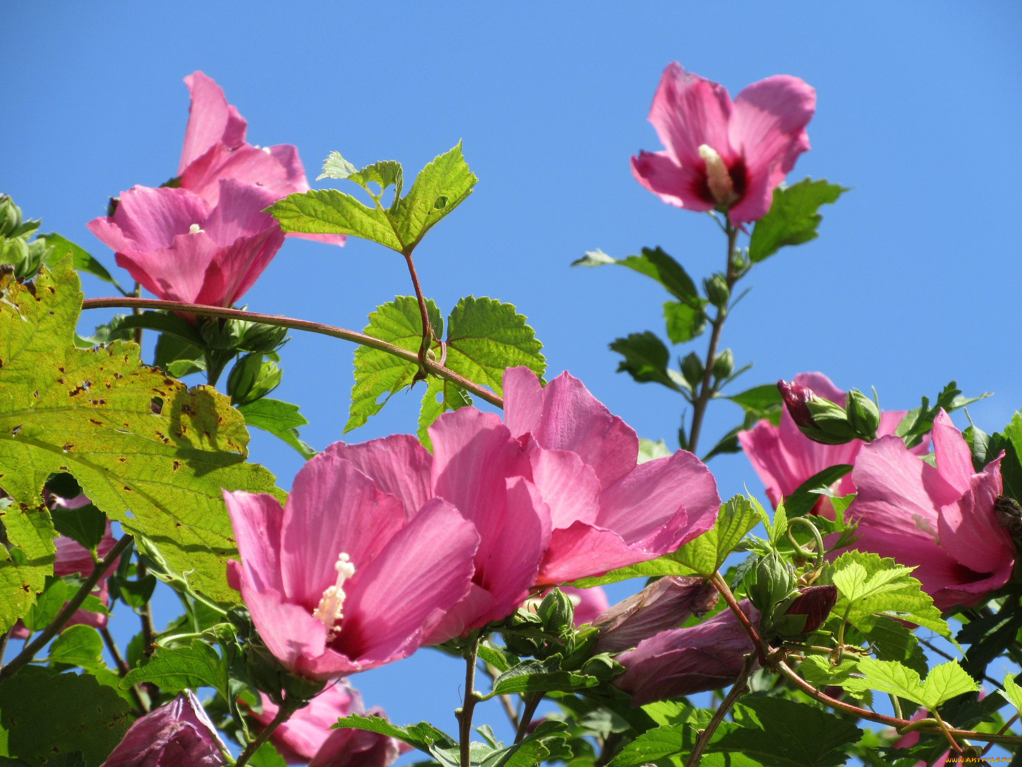 цветы, гибискусы, розовые, куст