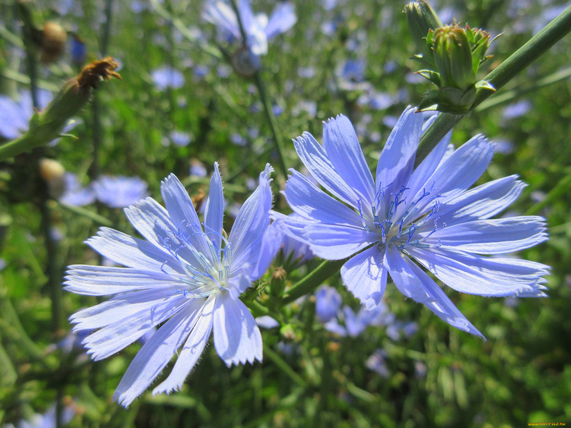 цветы, луговые, , полевые, , цветы, цикорий