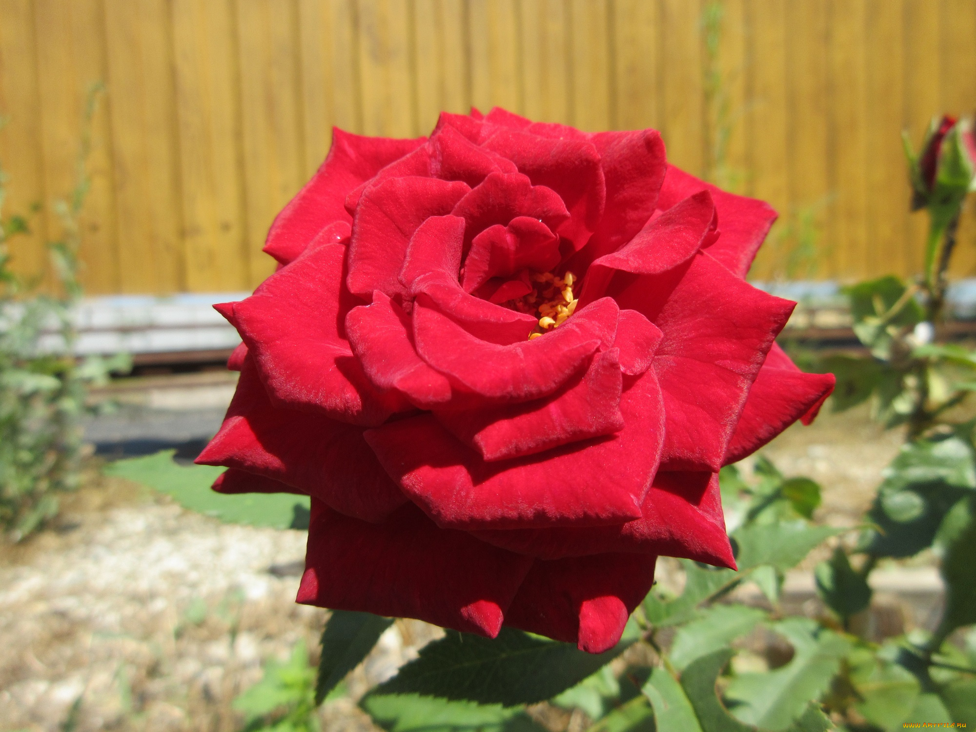 цветы, розы, роза, красная