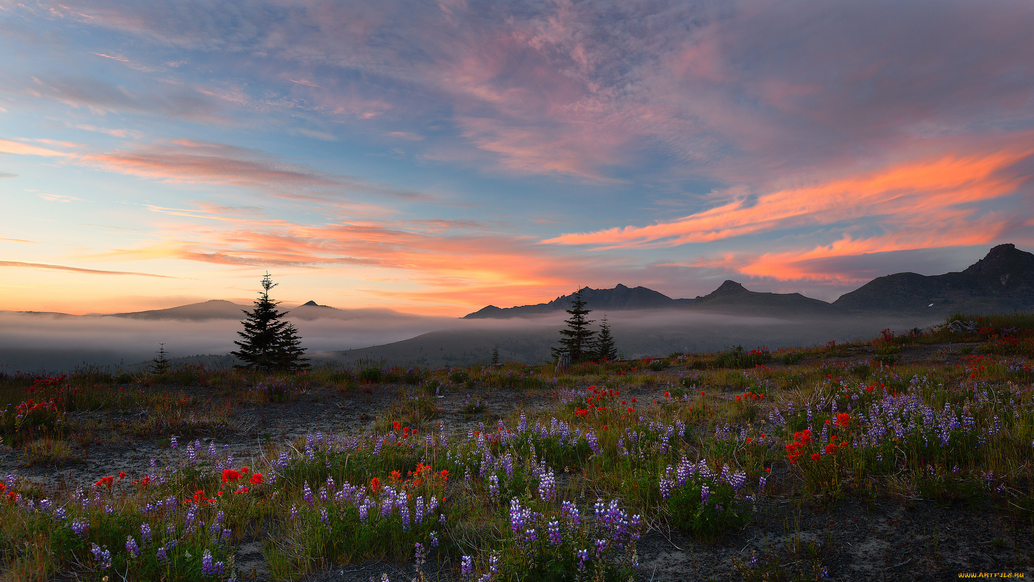 природа, луга, вечер