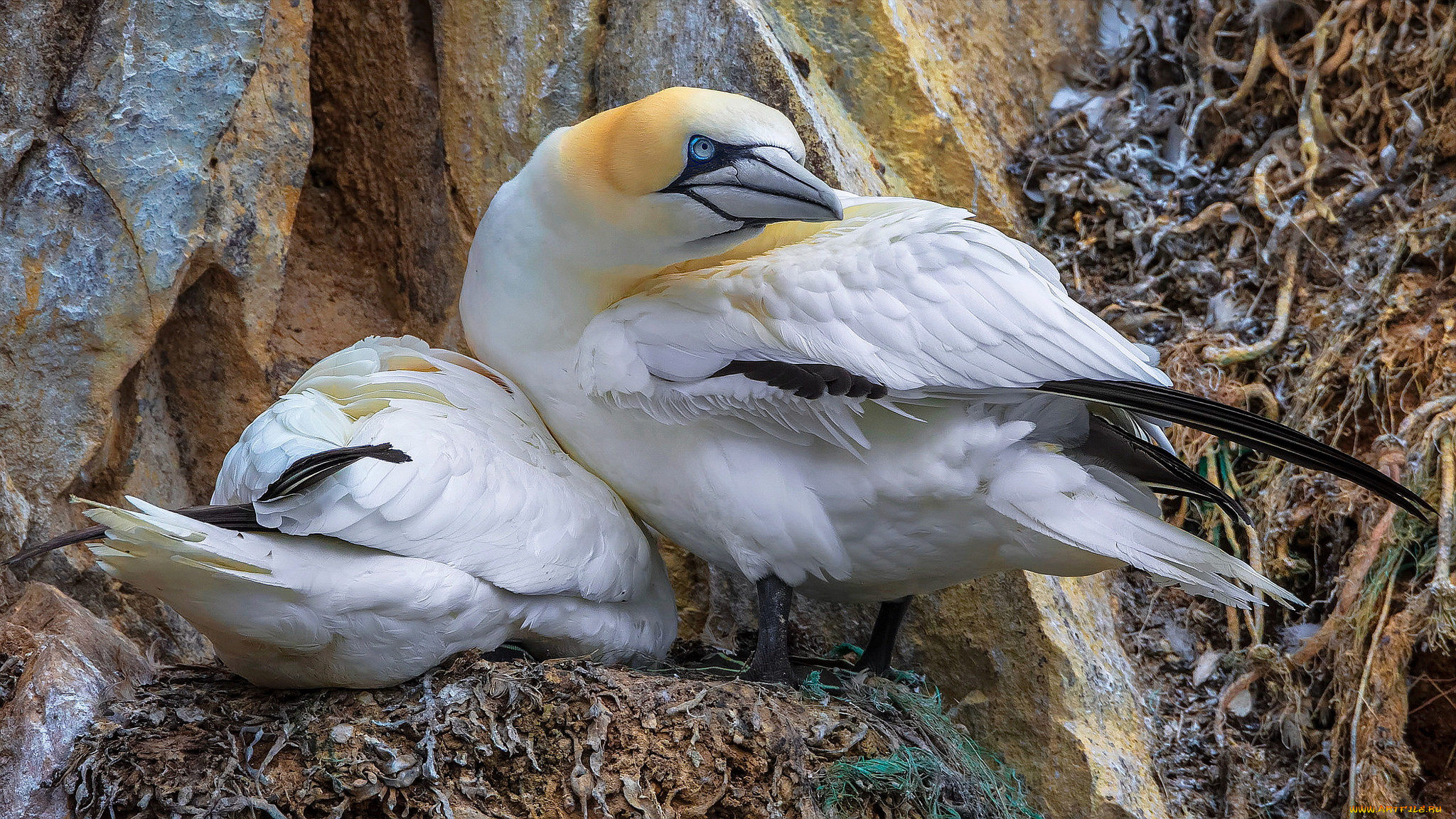 животные, олуши, олуша, лапки, клюв, белая, птица