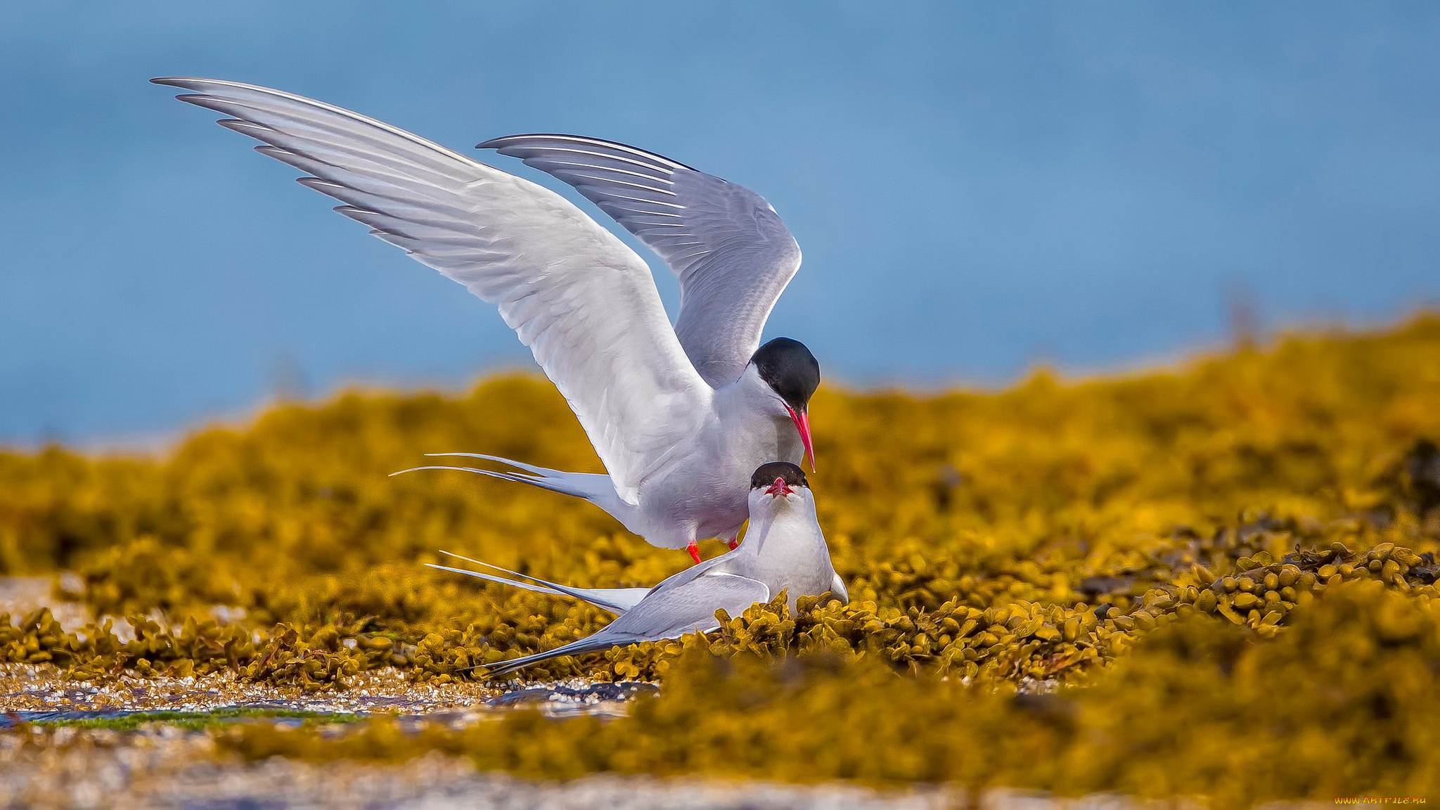 животные, птицы, птица, окрас, перья