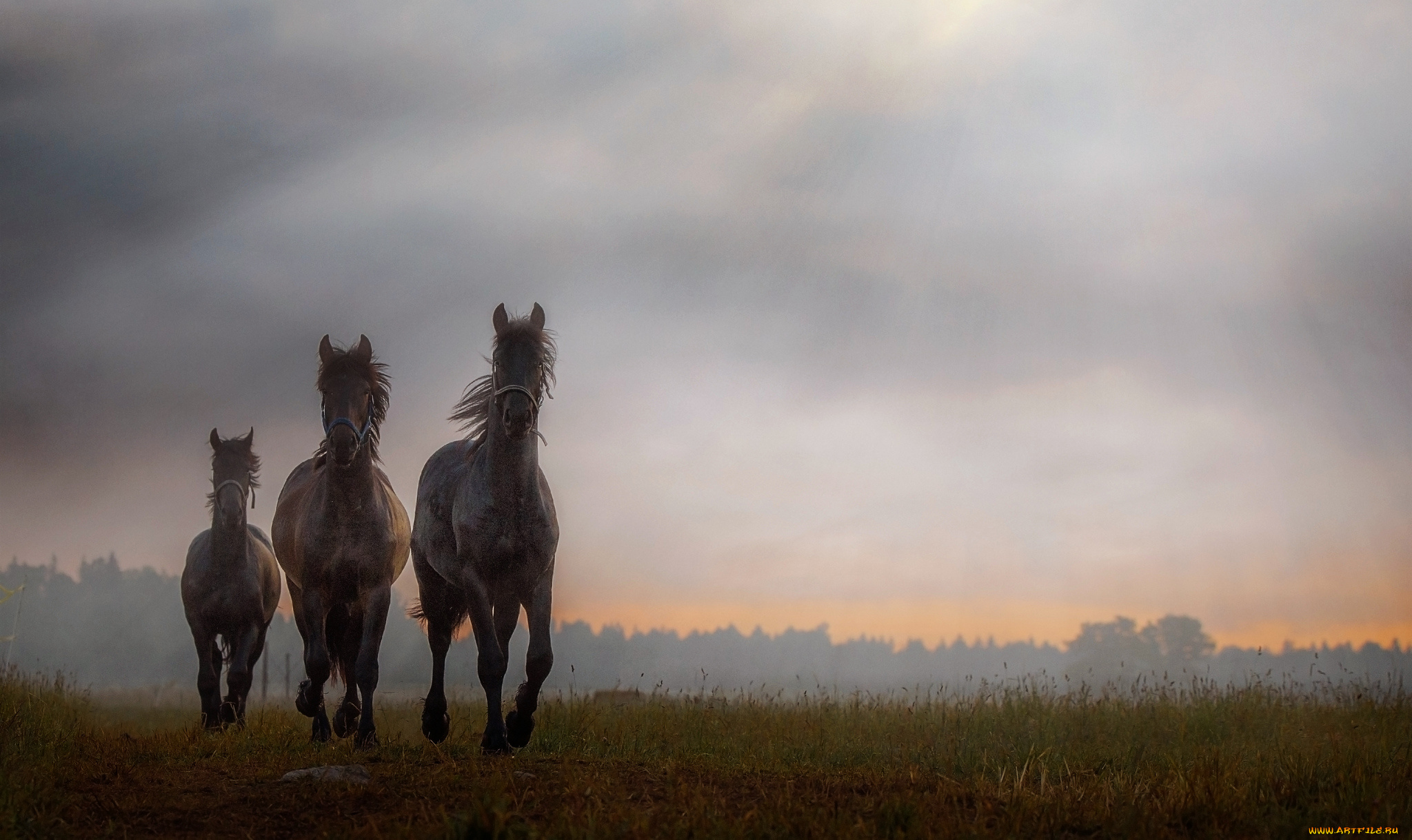 животные, лошади, хвост, грива, окрас, лошадь