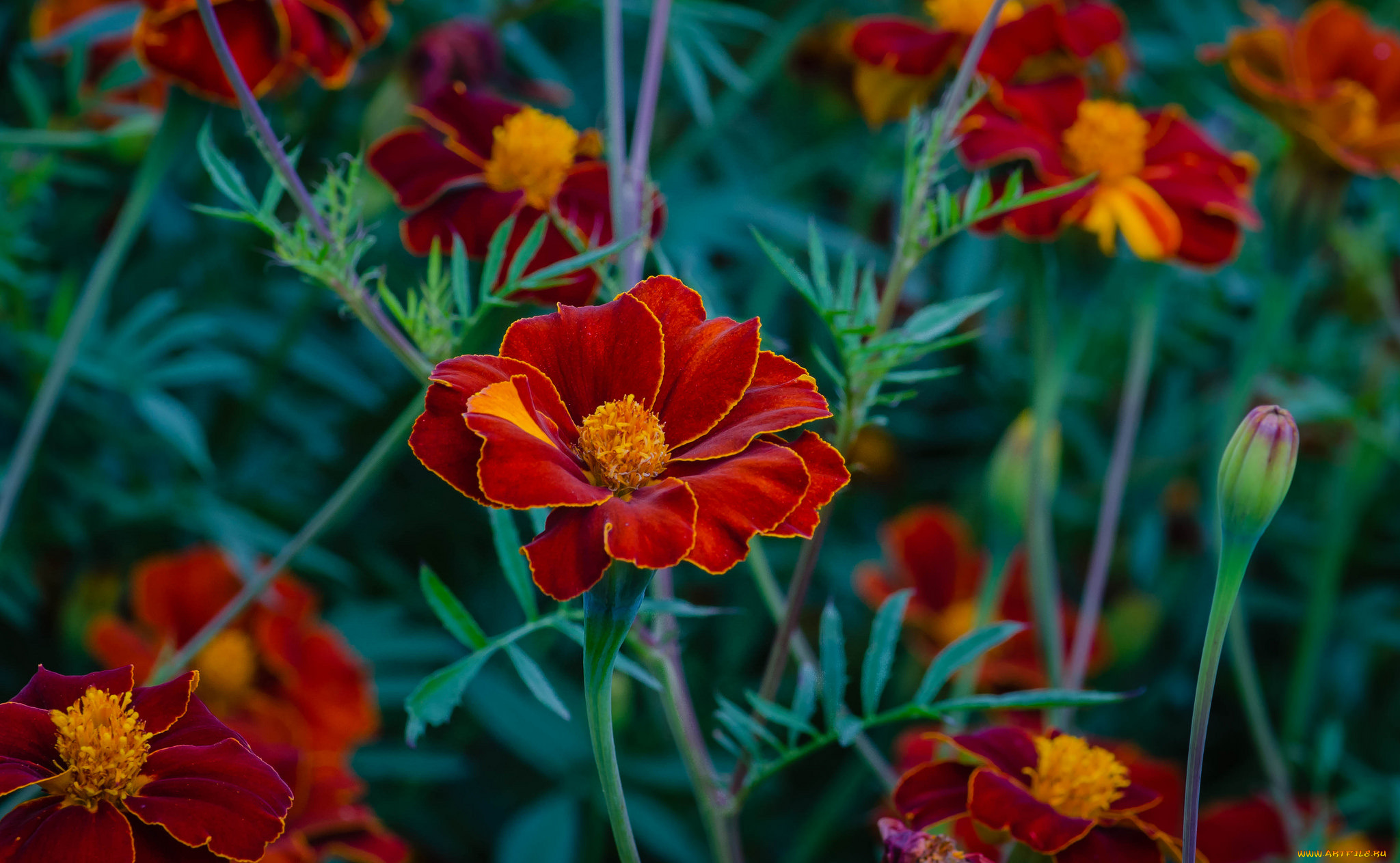 цветы, бархатцы, бархацы