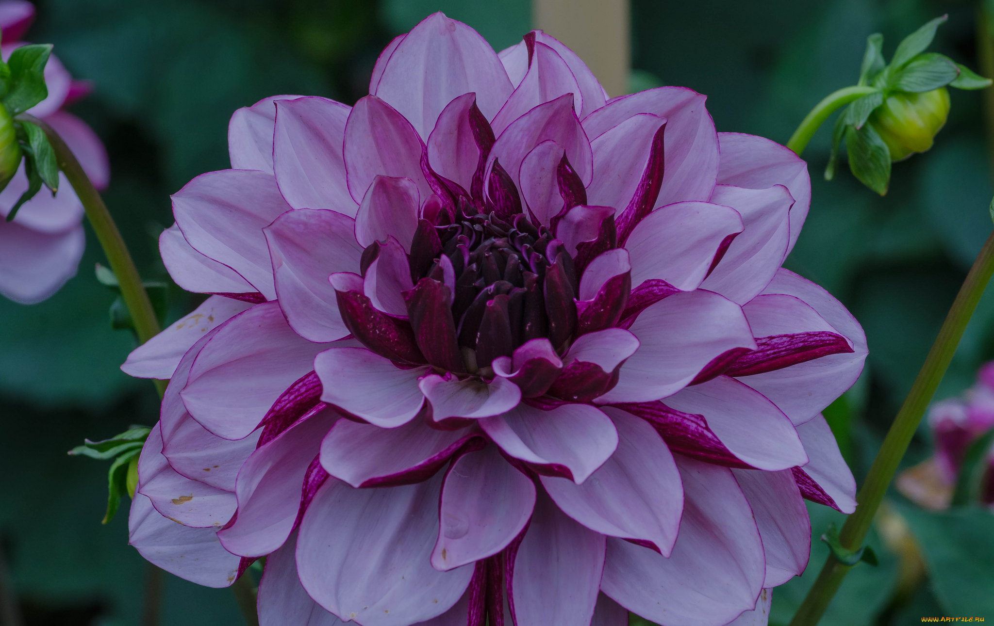 цветы, георгины, георгина