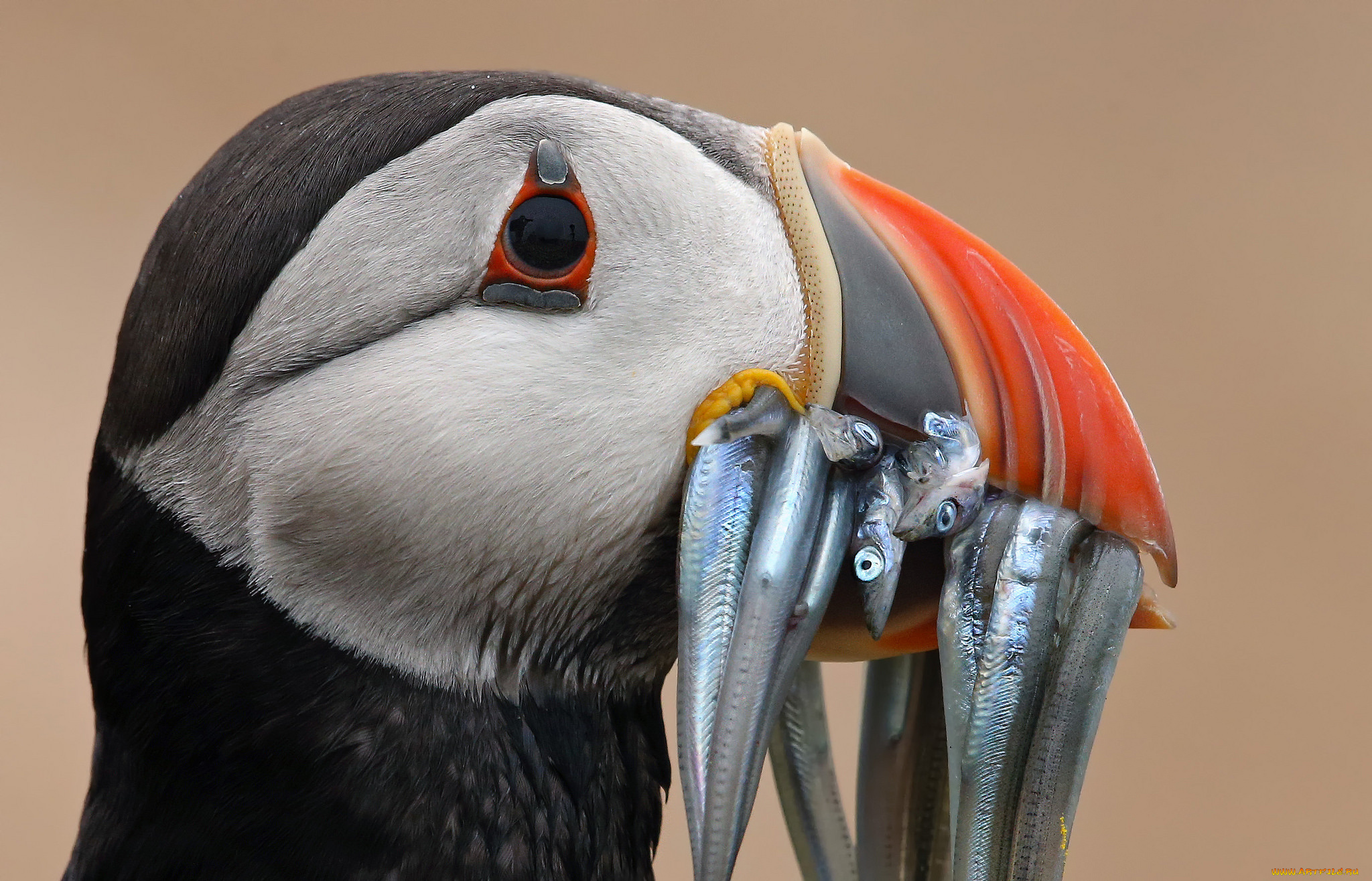 животные, тупики, тупик