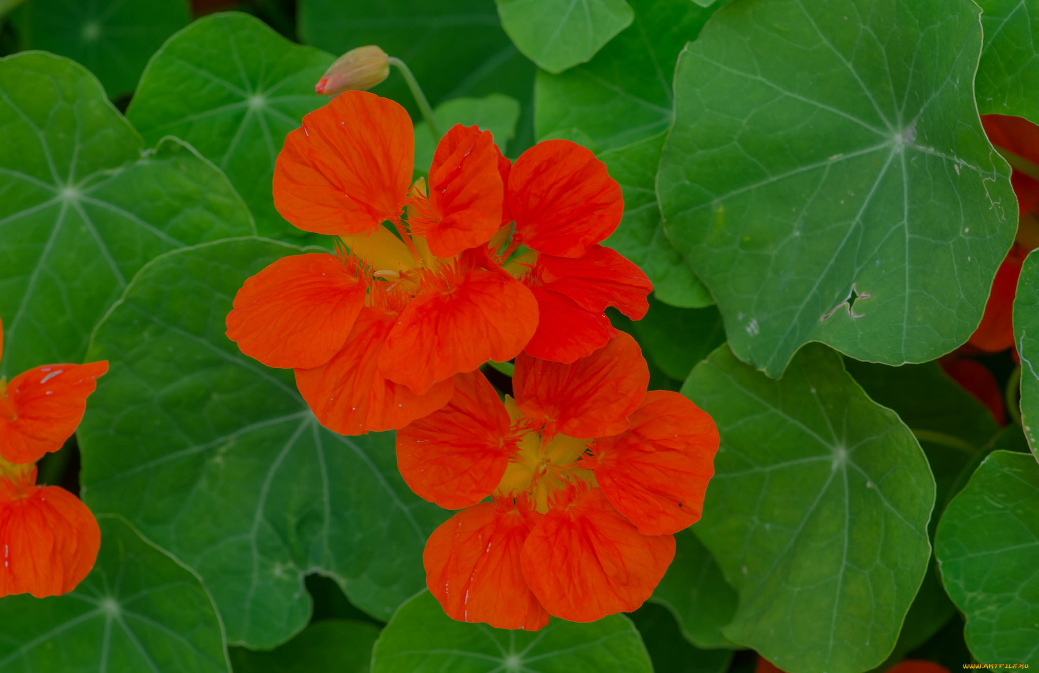 цветы, настурции, рыжие