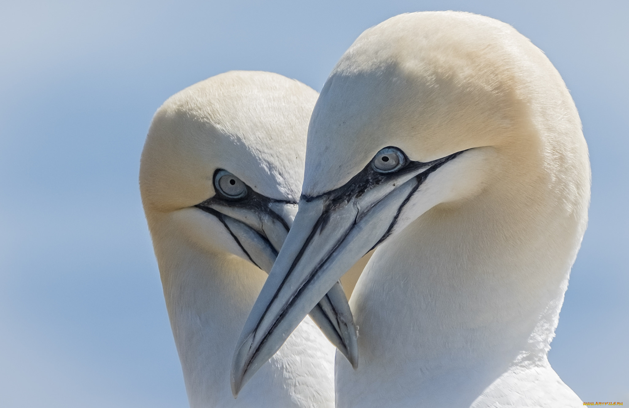 животные, олуши, лапки, клюв, белая, птица, олуша