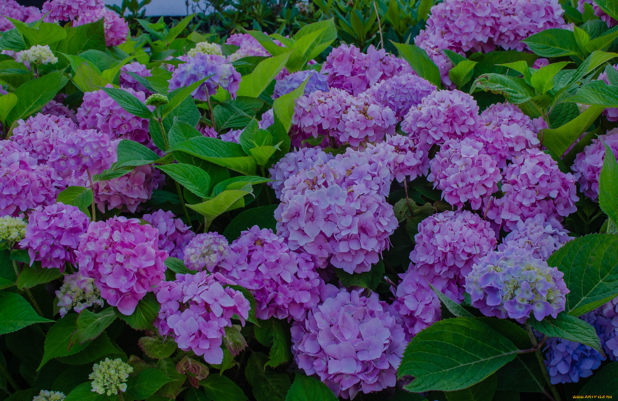 цветы, гортензия, куст