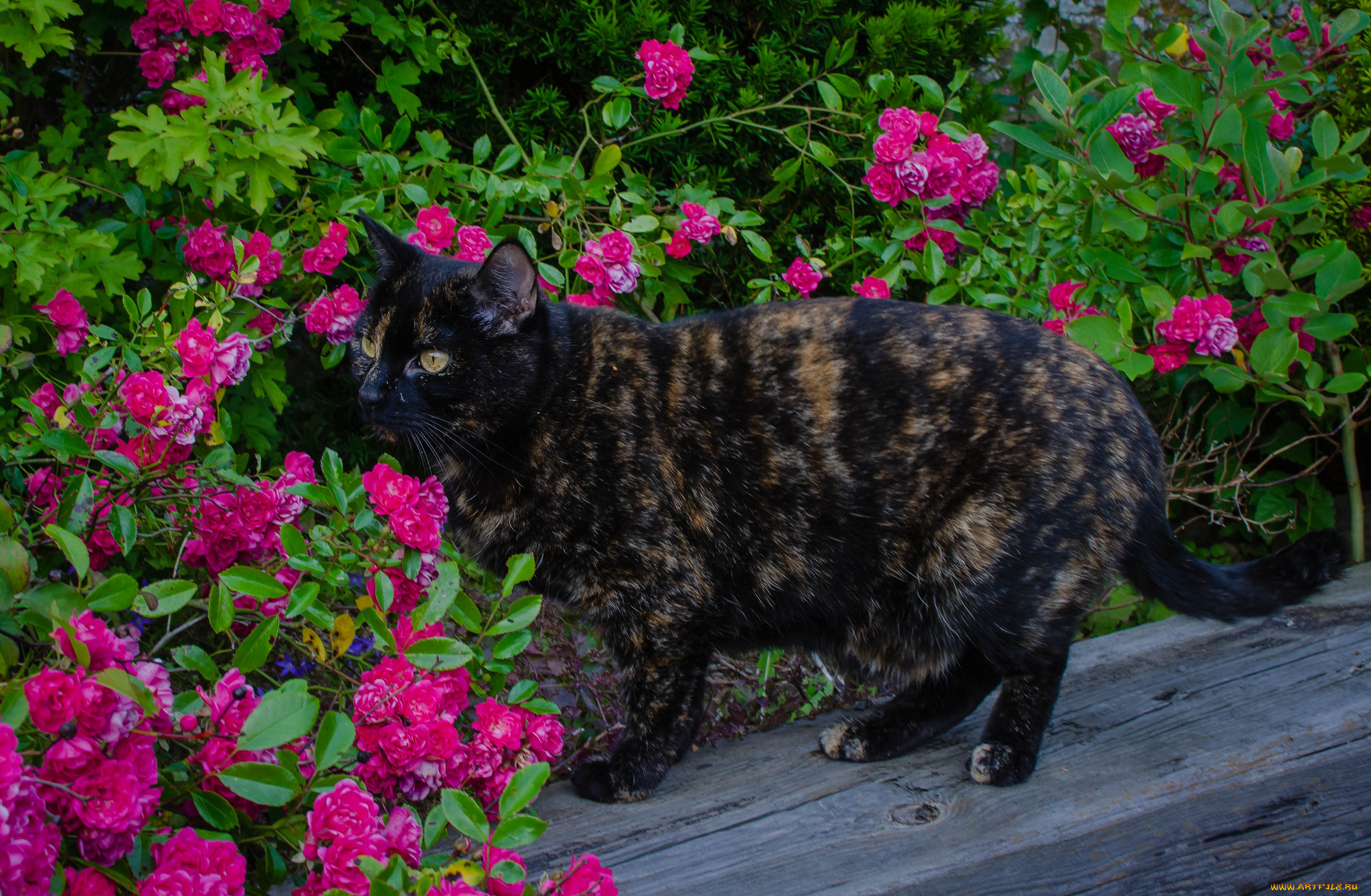 животные, коты, кошка