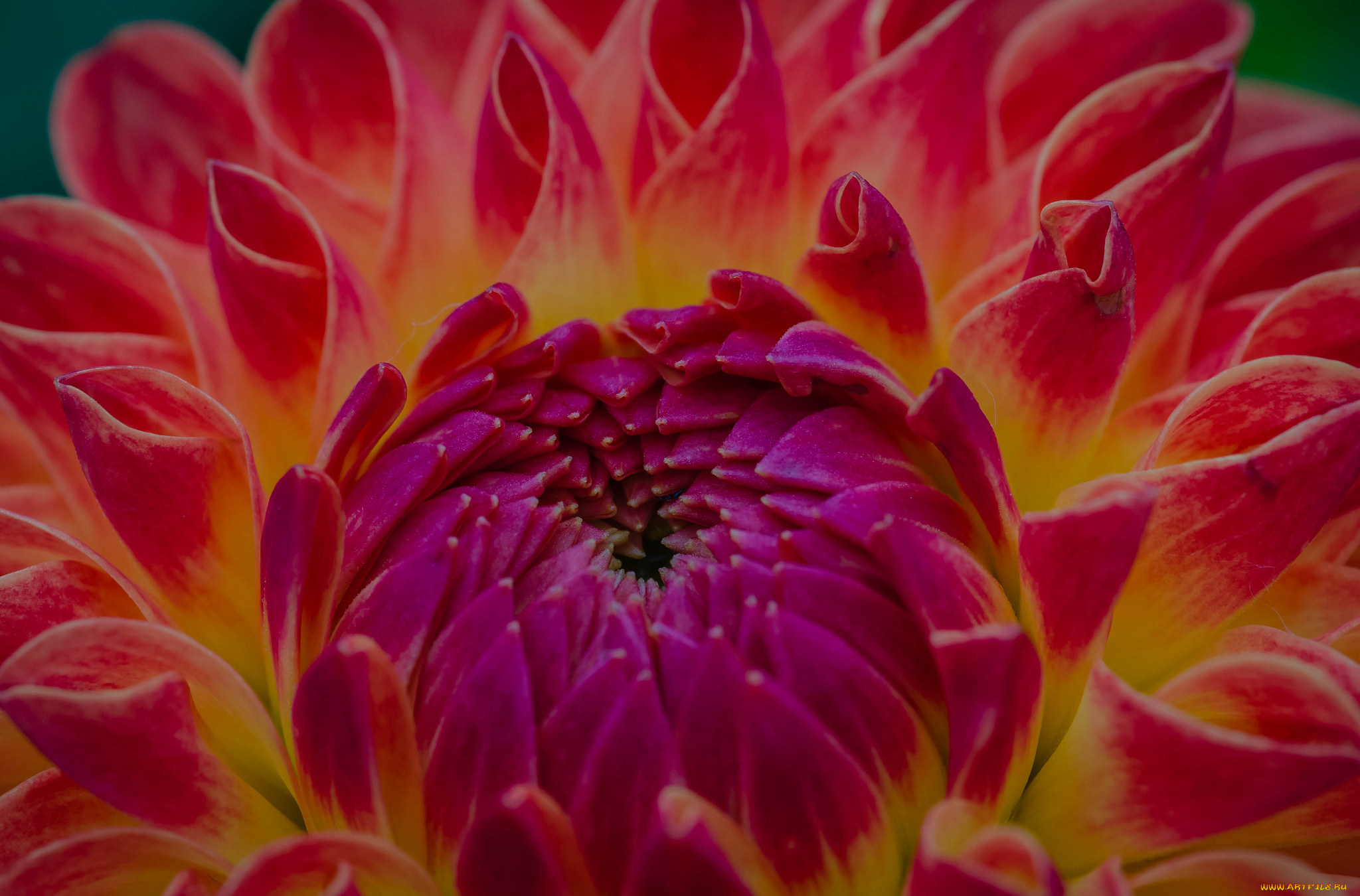 цветы, георгины, макро