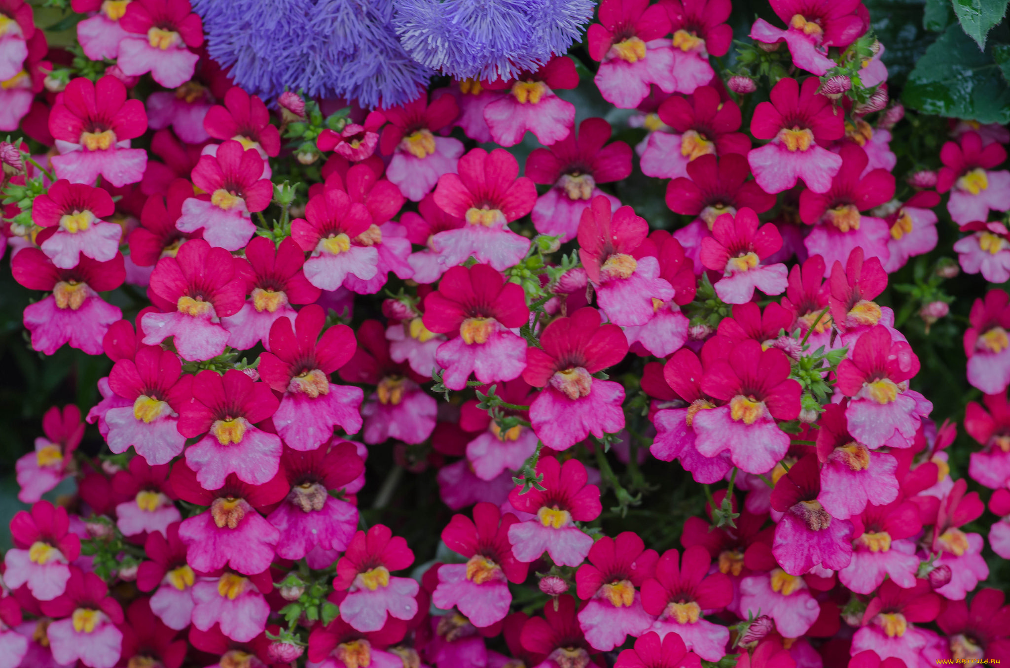 цветы, львиный, зев, львиный, зев