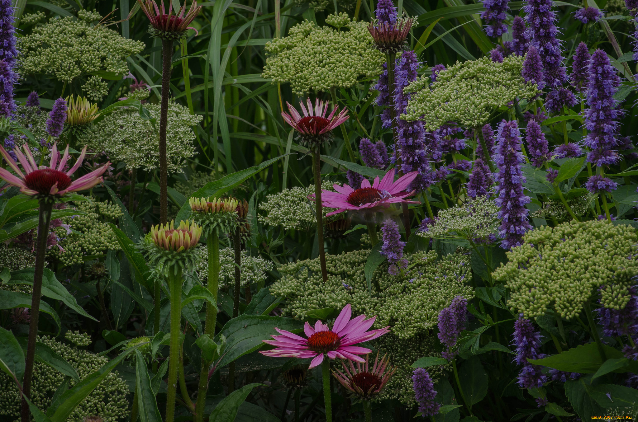 цветы, разные, вместе, клумба