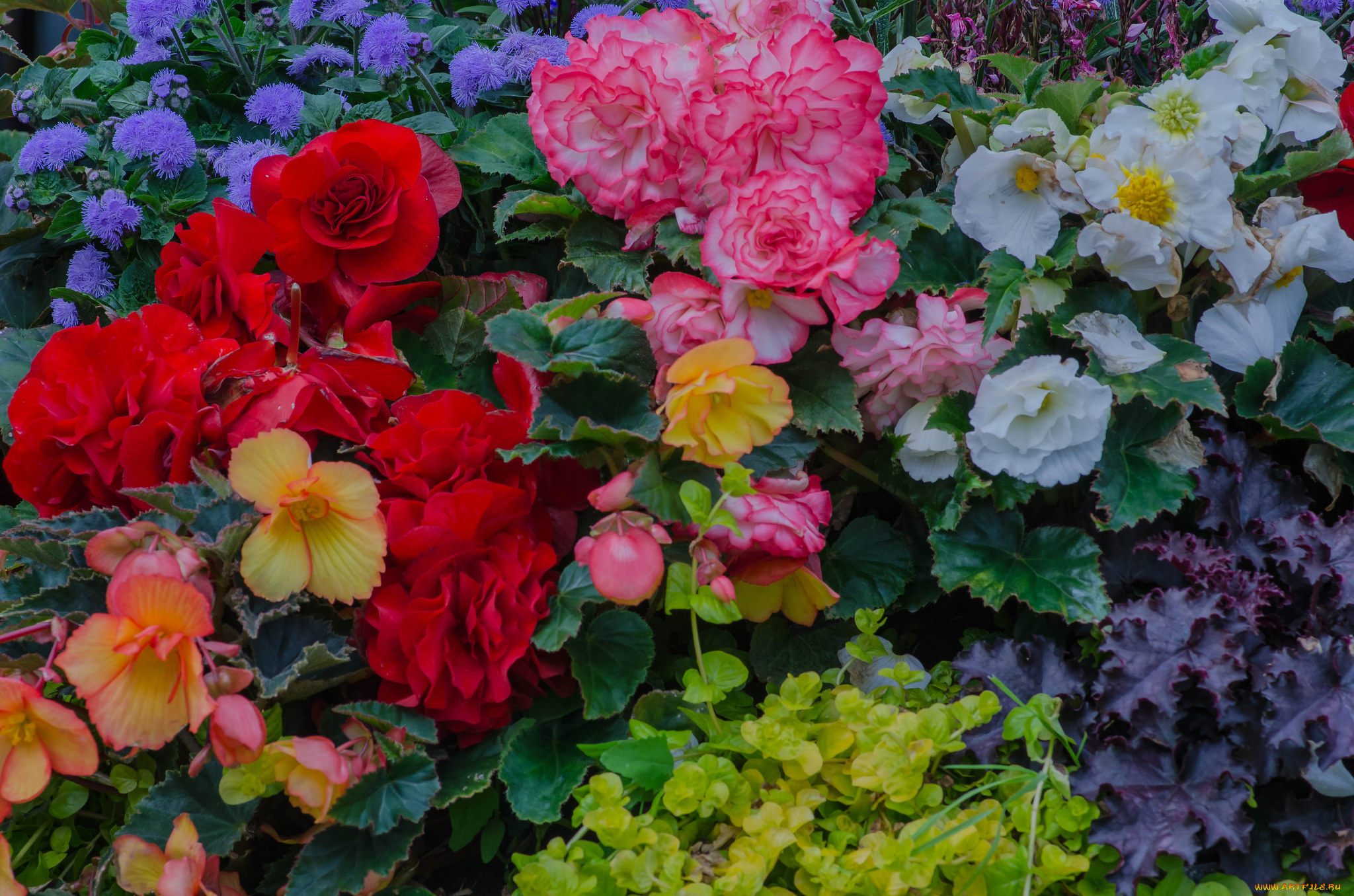 цветы, разные, вместе, клумба