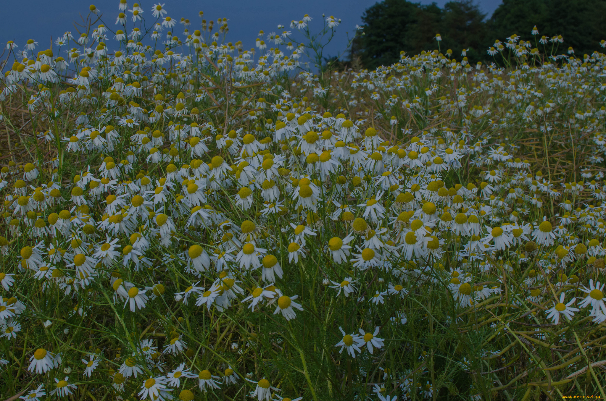 цветы, ромашки