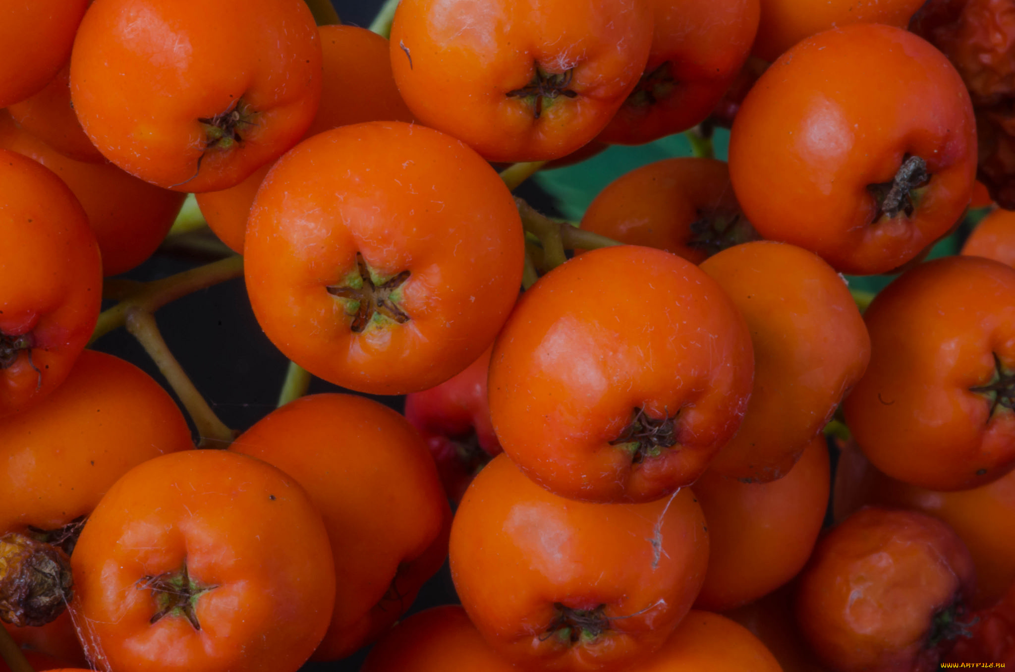 еда, фрукты, , ягоды, ягоды