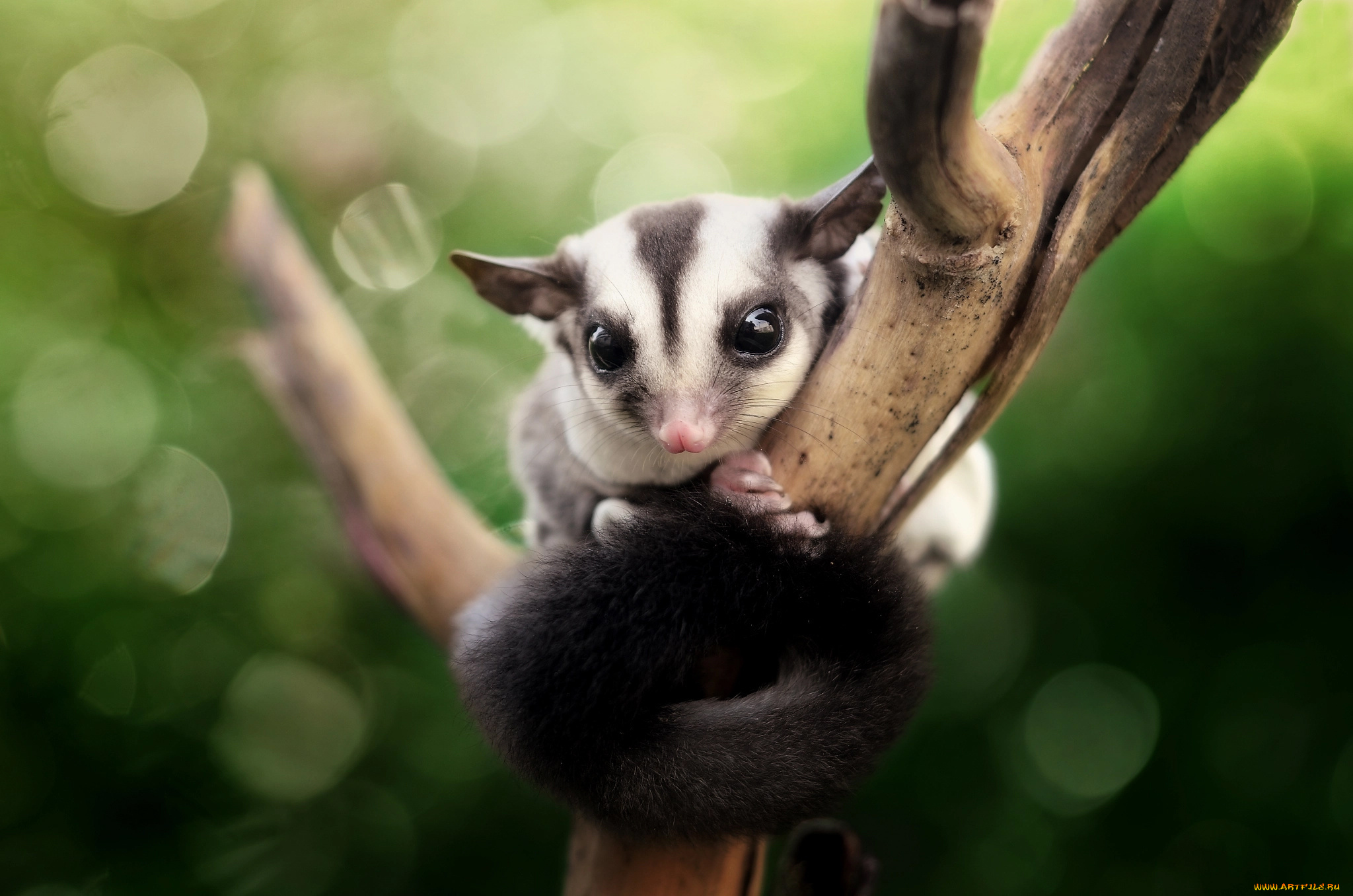 животные, -, другое, боке, зверёк, ветка, сахарный, поссум, животное