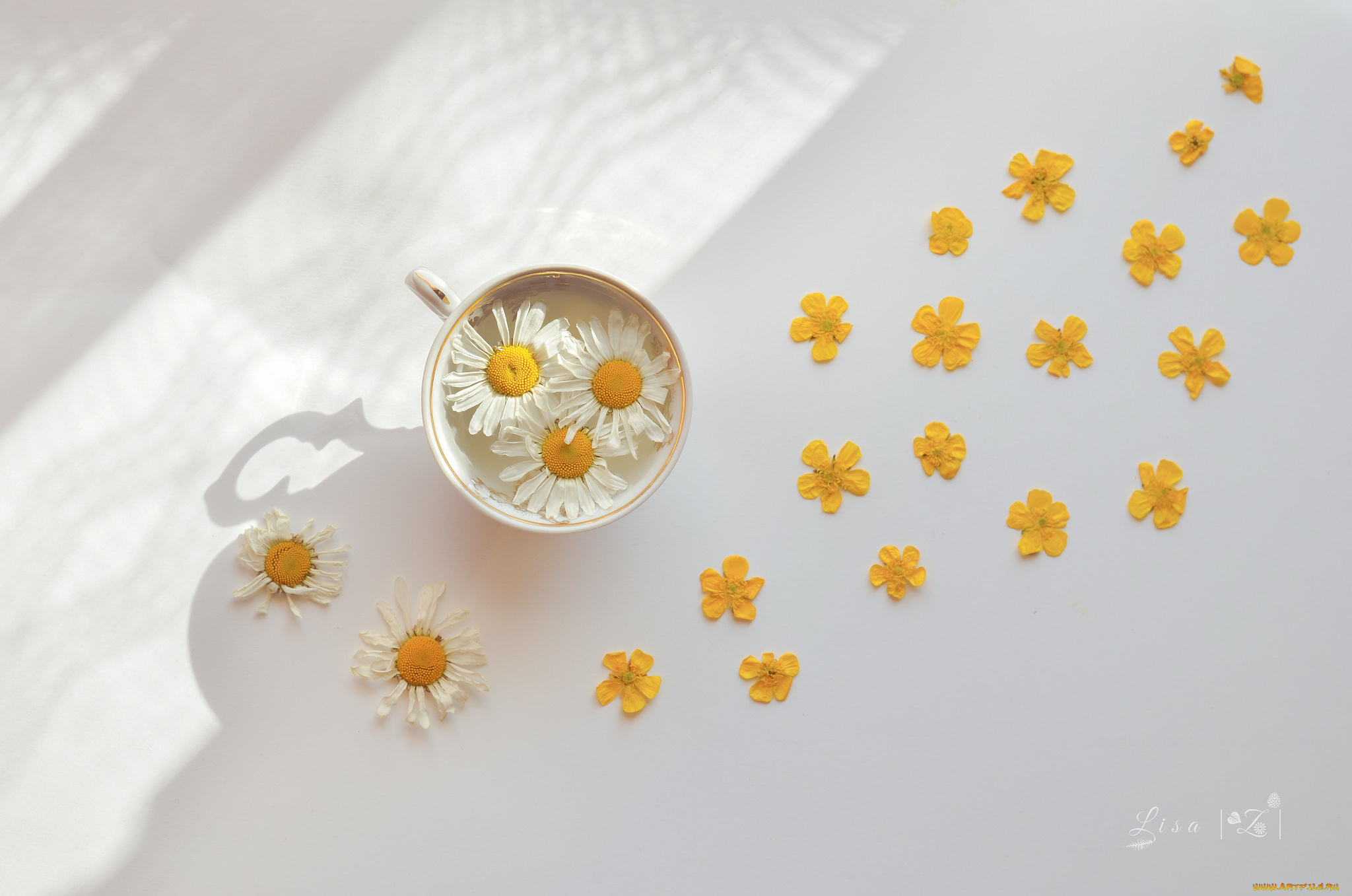 цветы, ромашки, вода, ромашка, чашка