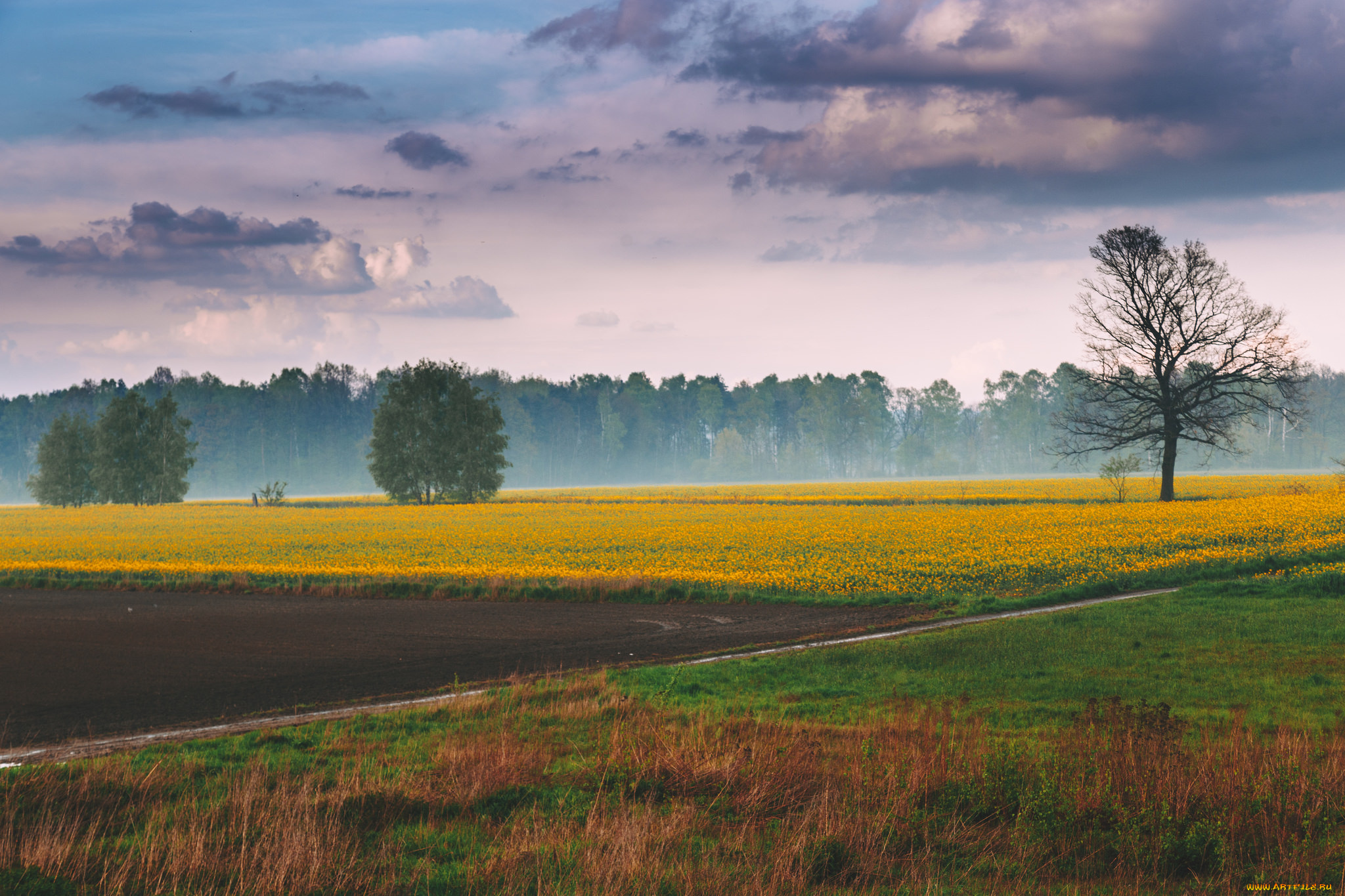 природа, луга, луг