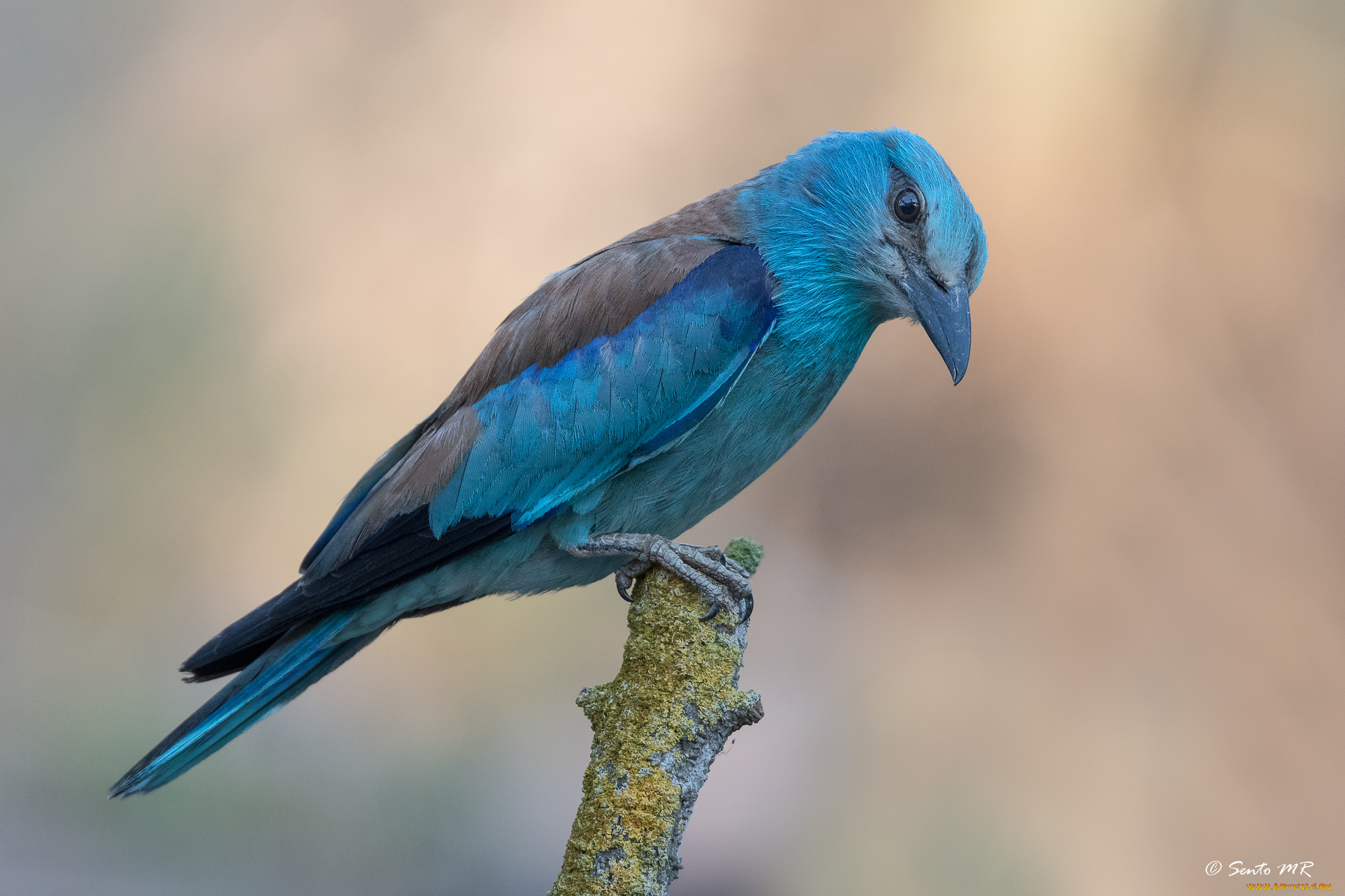 сойка, животные, сойки, птица, окрас, перья