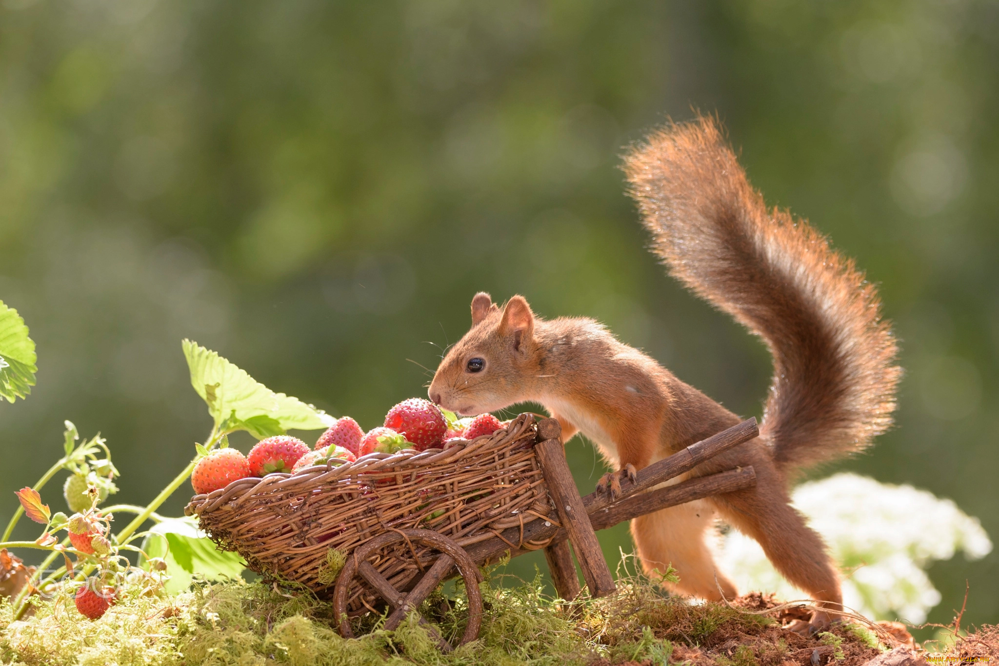 животные, белки, тележка, природа, белка, грызун, животное, ягоды, клубника